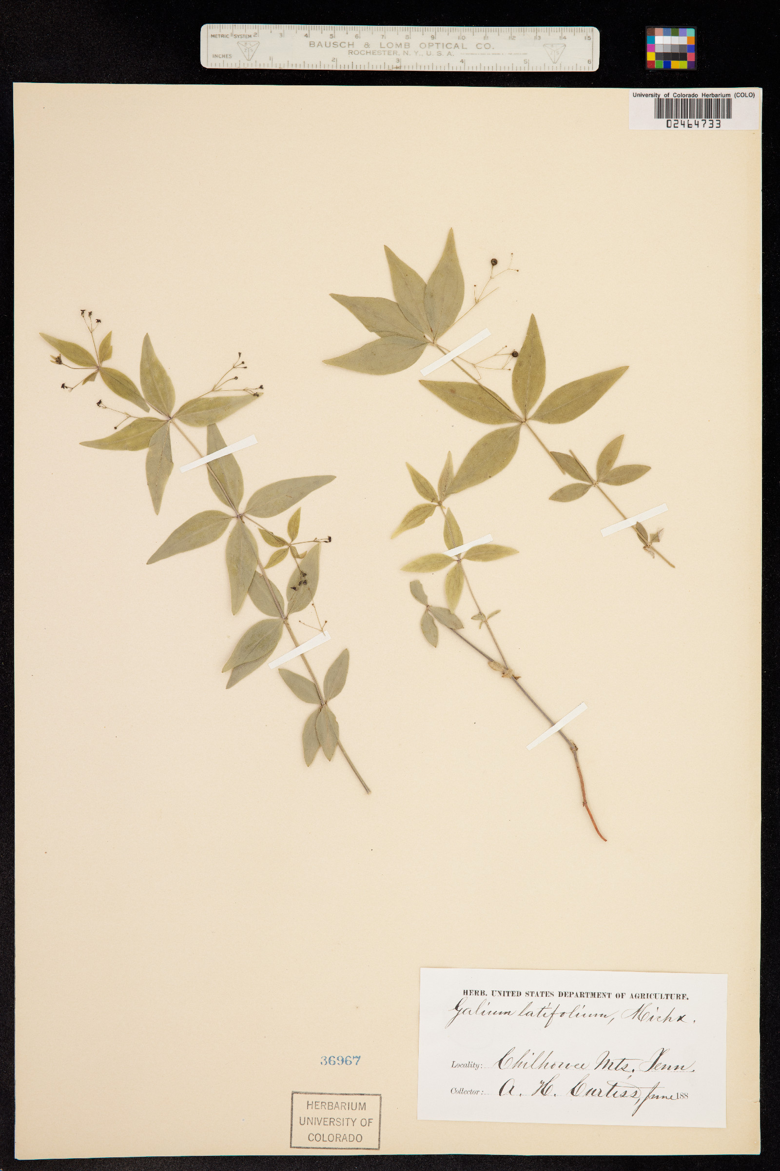 Galium lanceolatum image