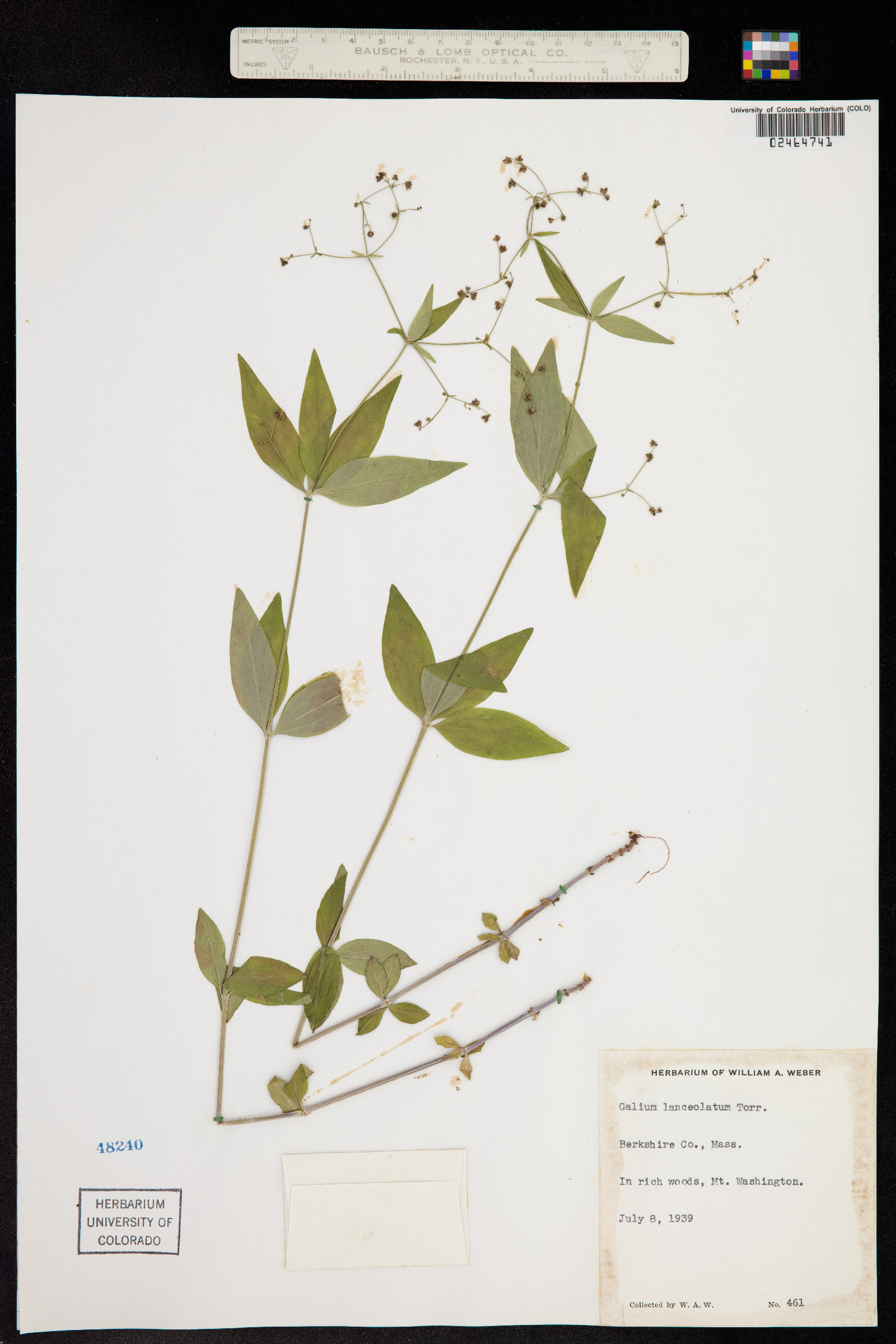 Galium lanceolatum image