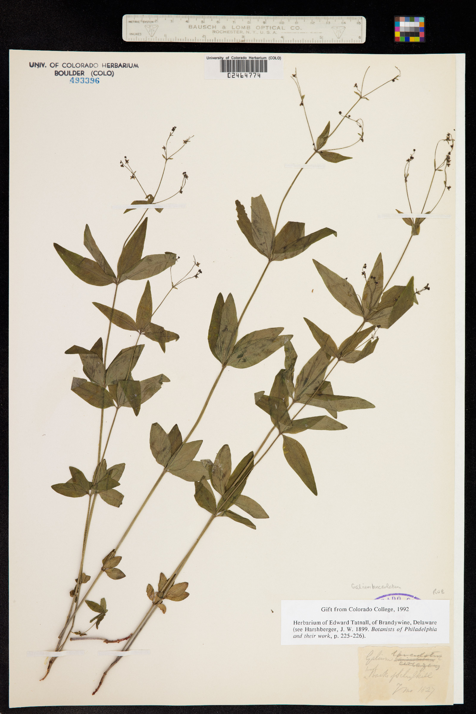 Galium lanceolatum image