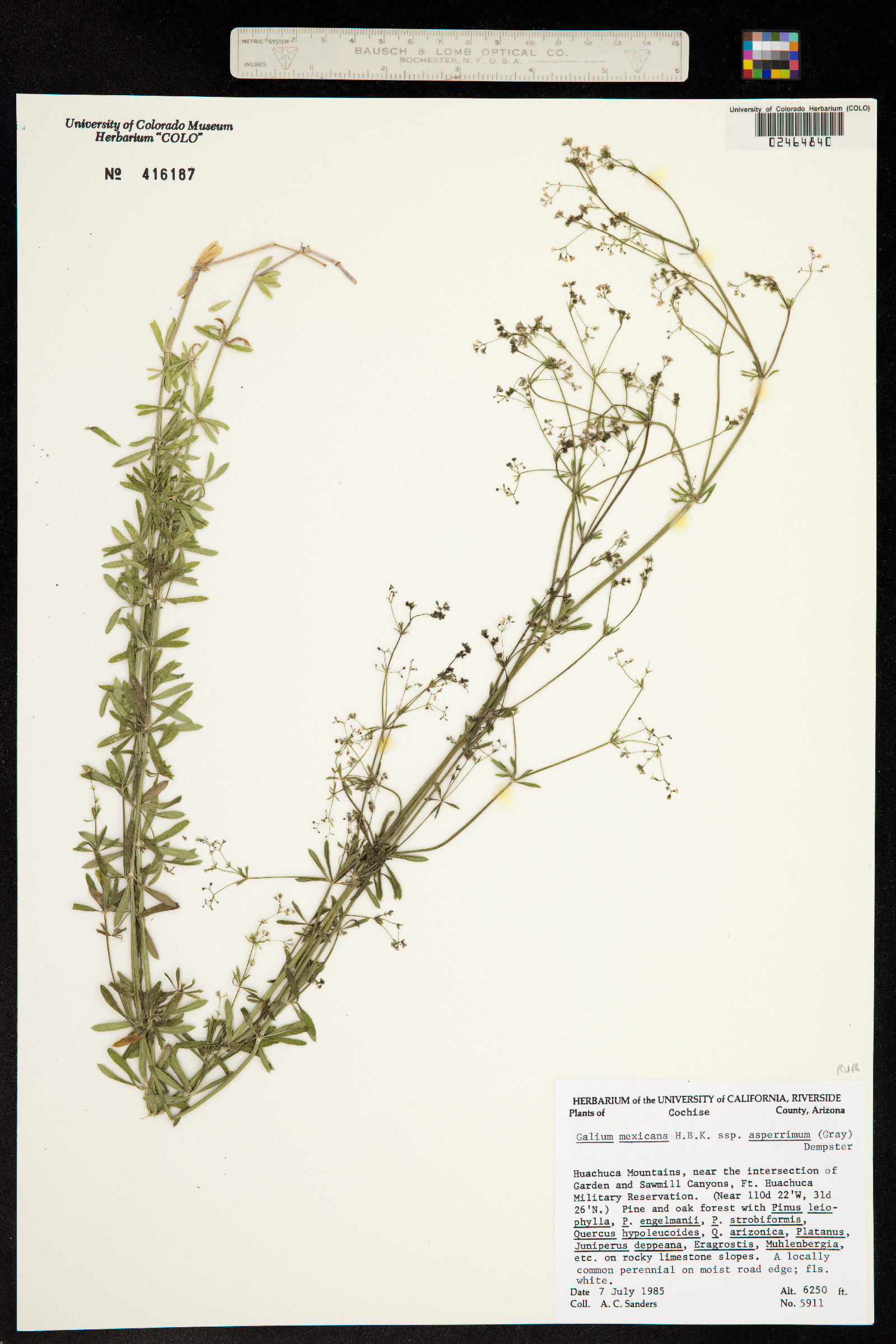 Galium mexicanum image