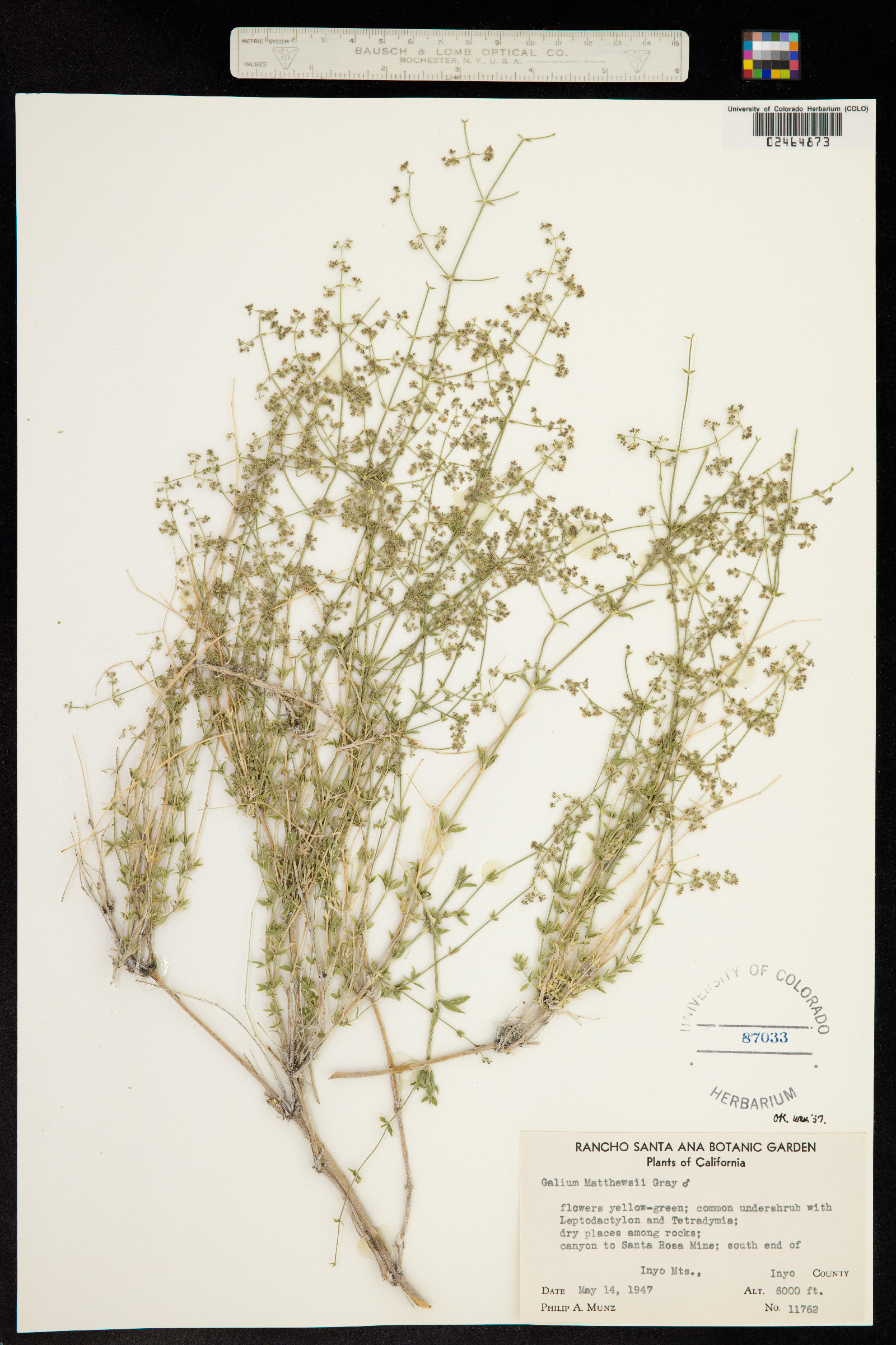 Galium matthewsii image