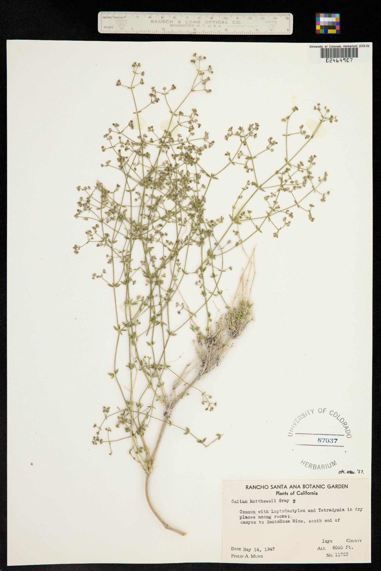 Galium matthewsii image