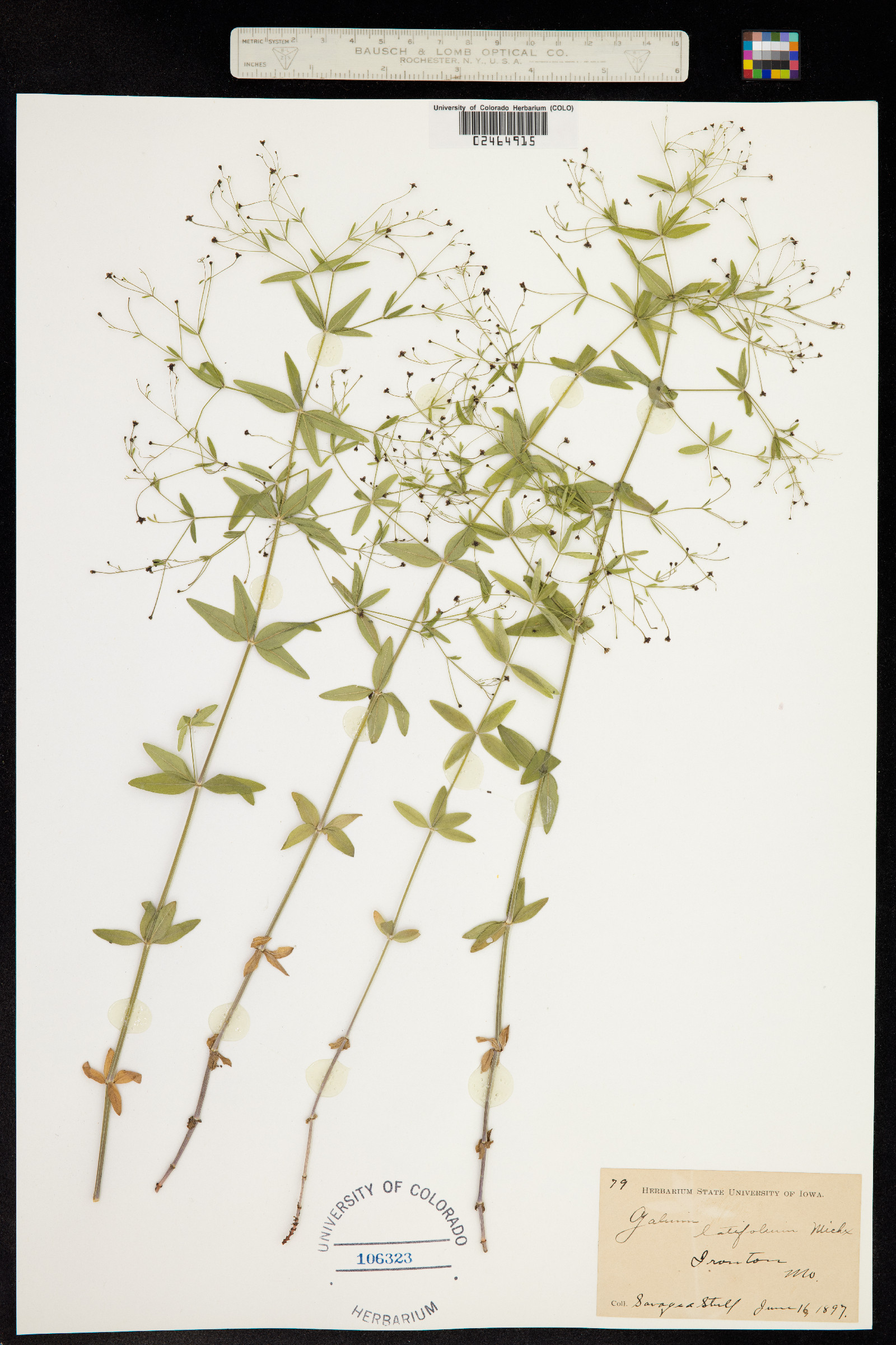 Galium latifolium image