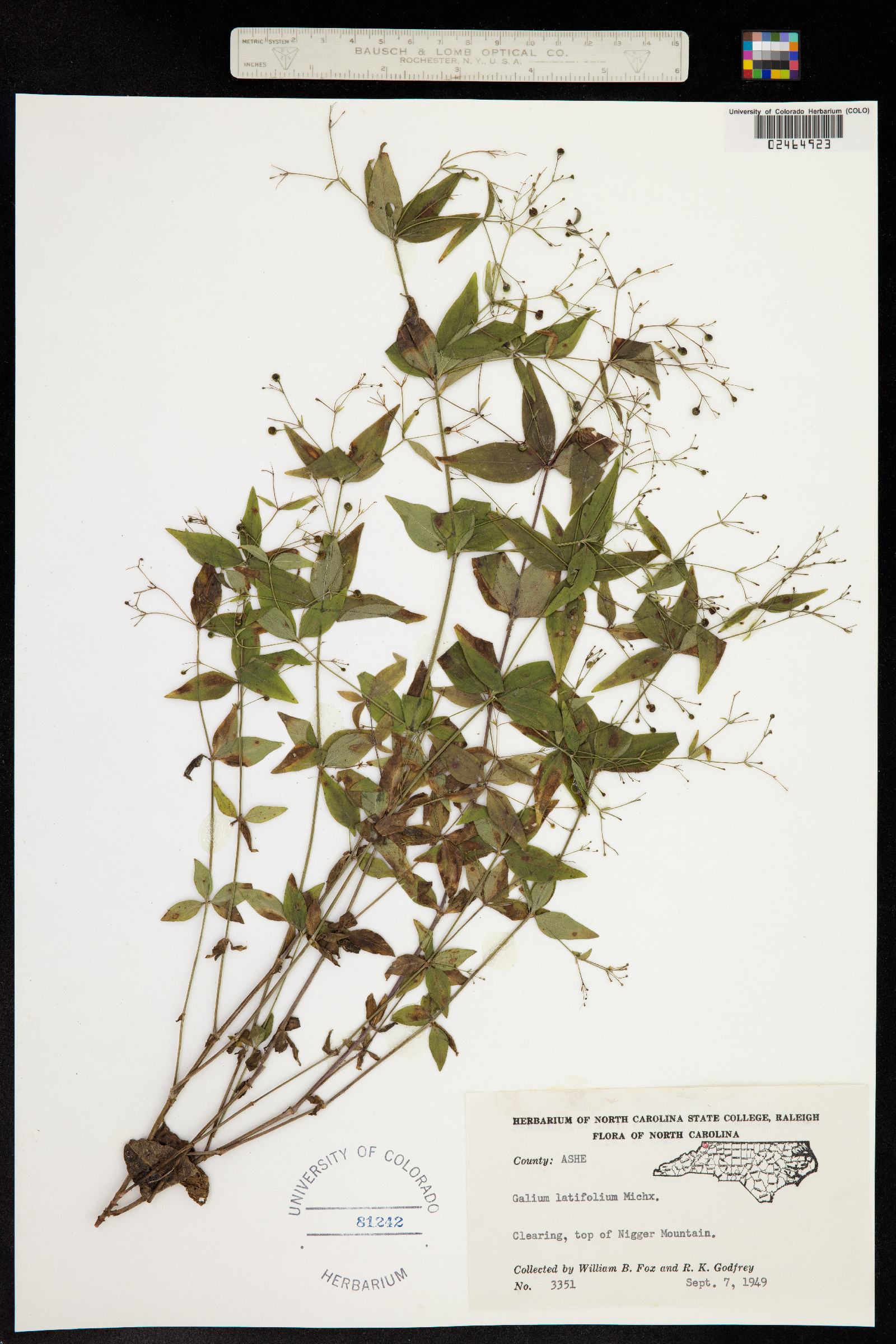 Galium latifolium image