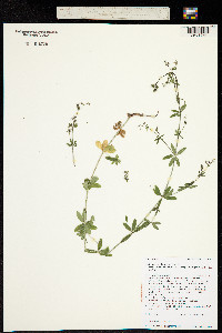 Galium mexicanum image