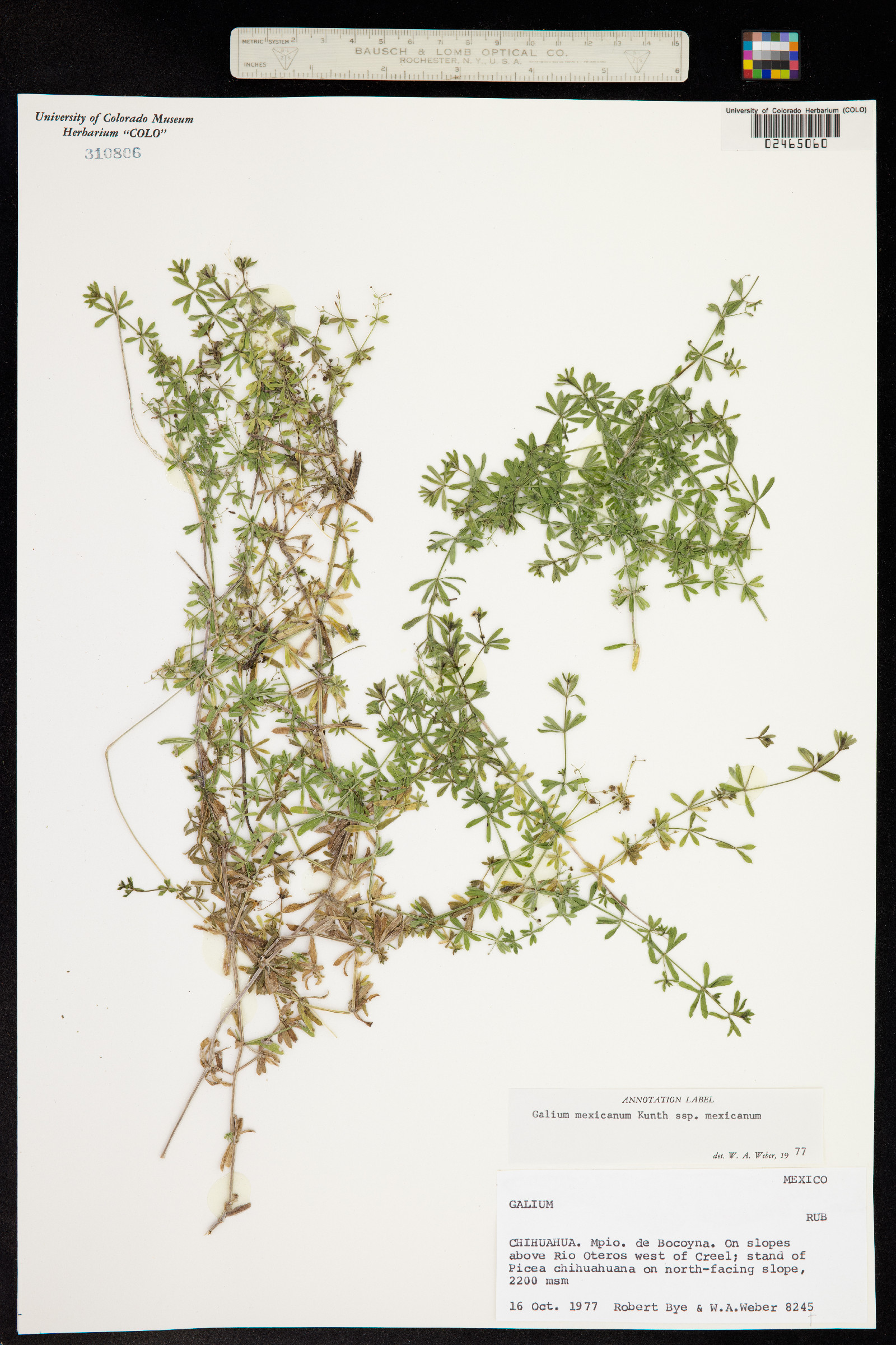 Galium mexicanum image