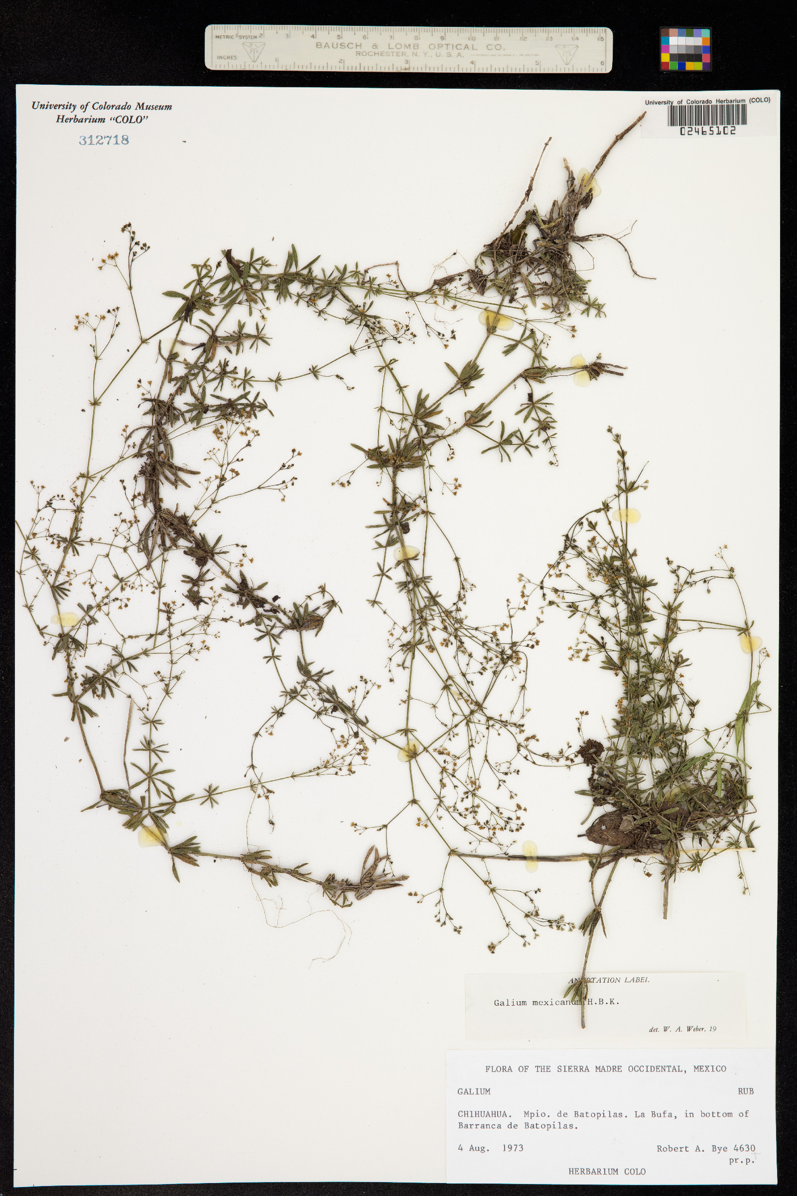 Galium mexicanum image