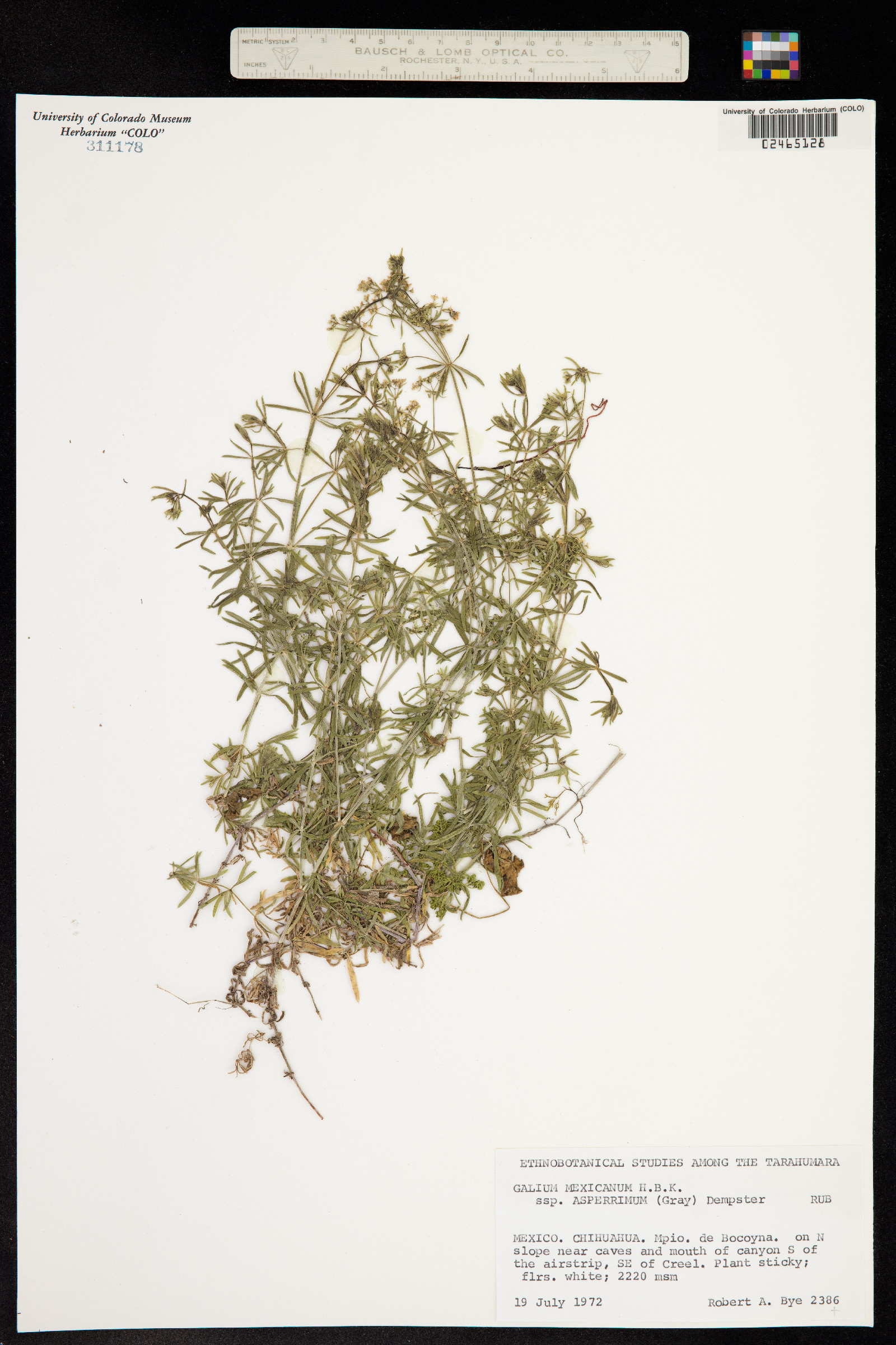 Galium mexicanum image