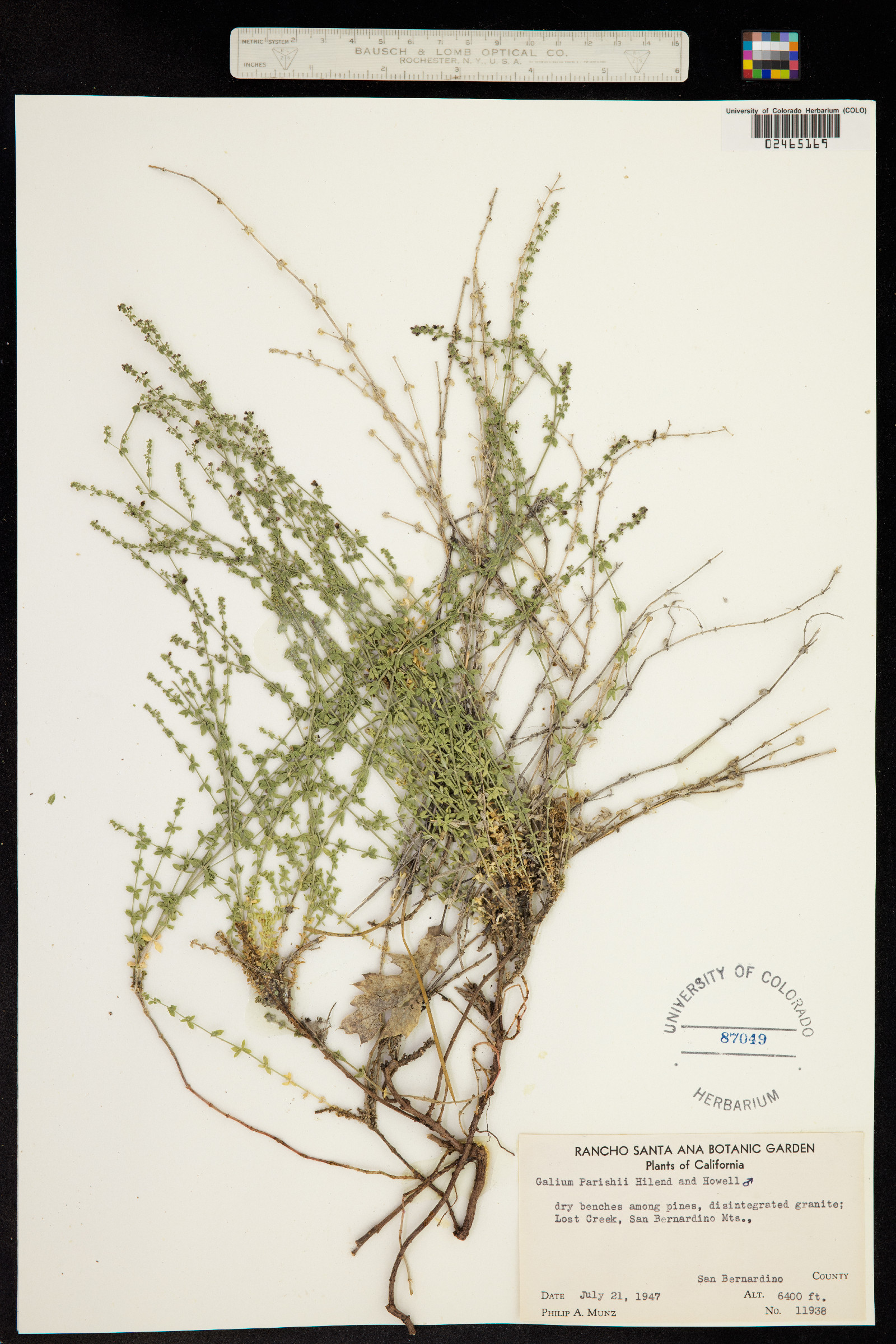Galium parishii image