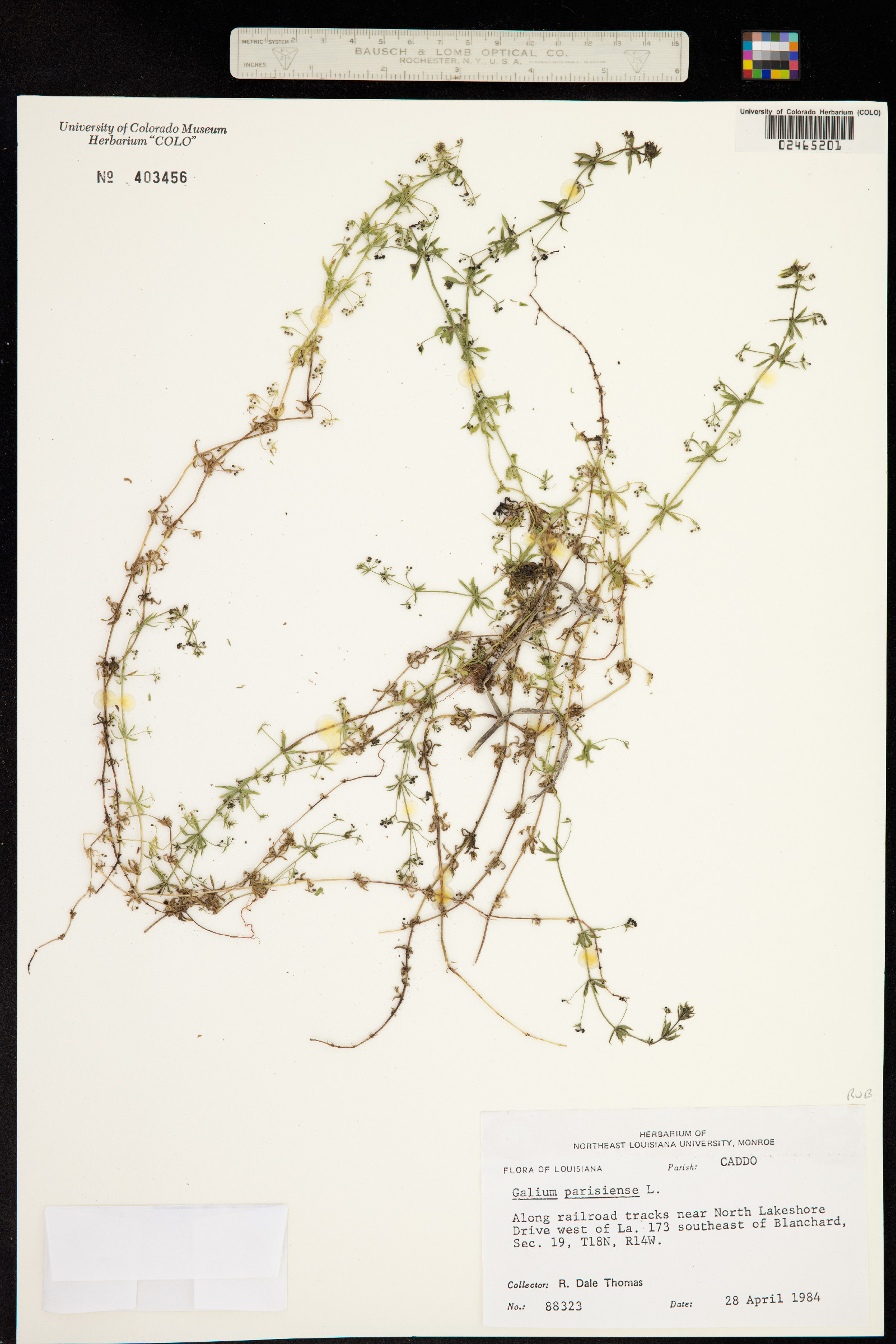 Galium parisiense image