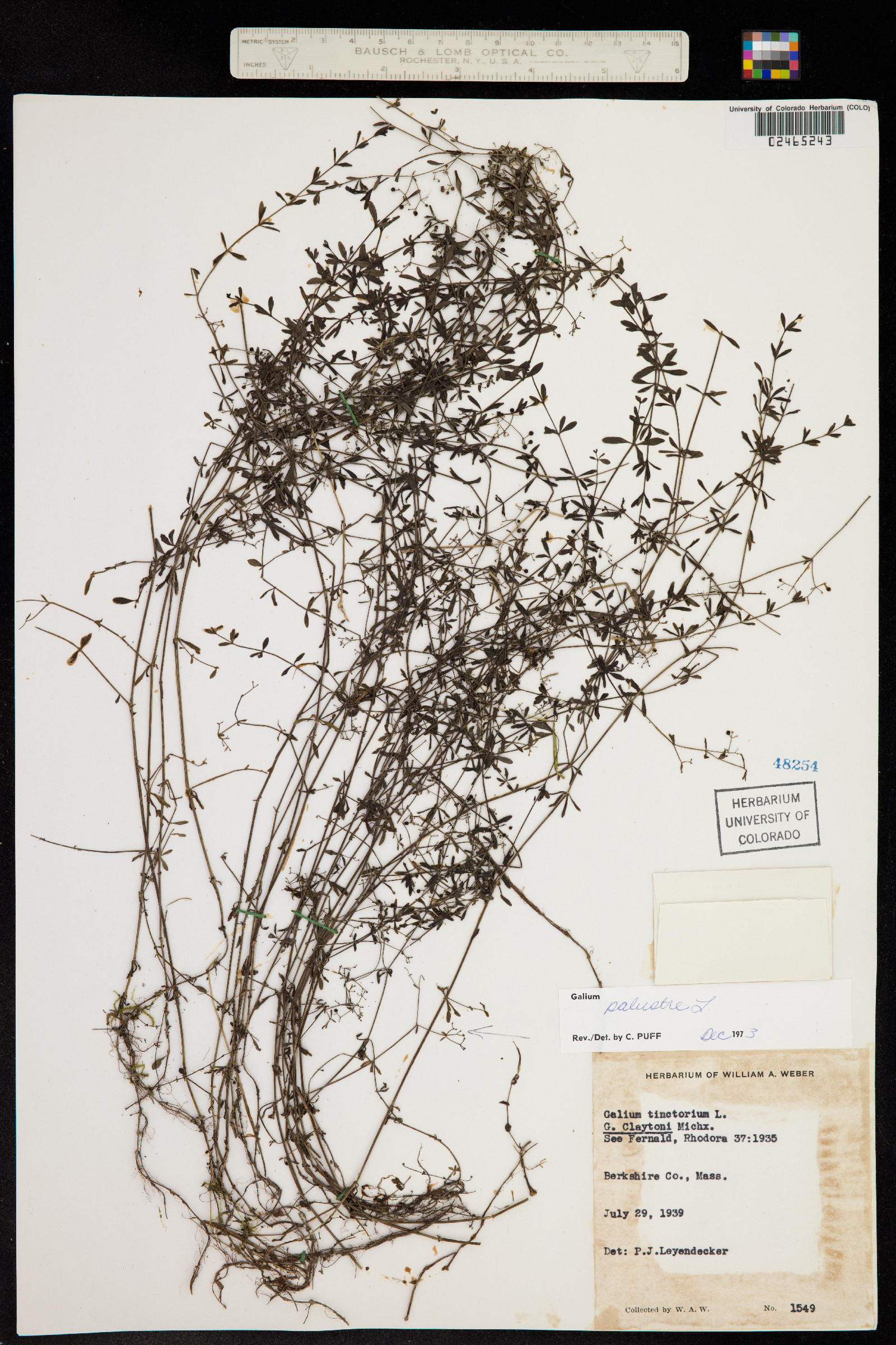 Galium palustre image