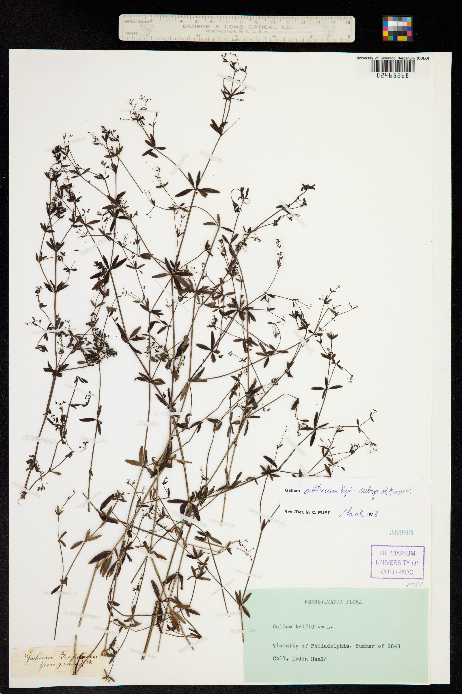 Galium obtusum image