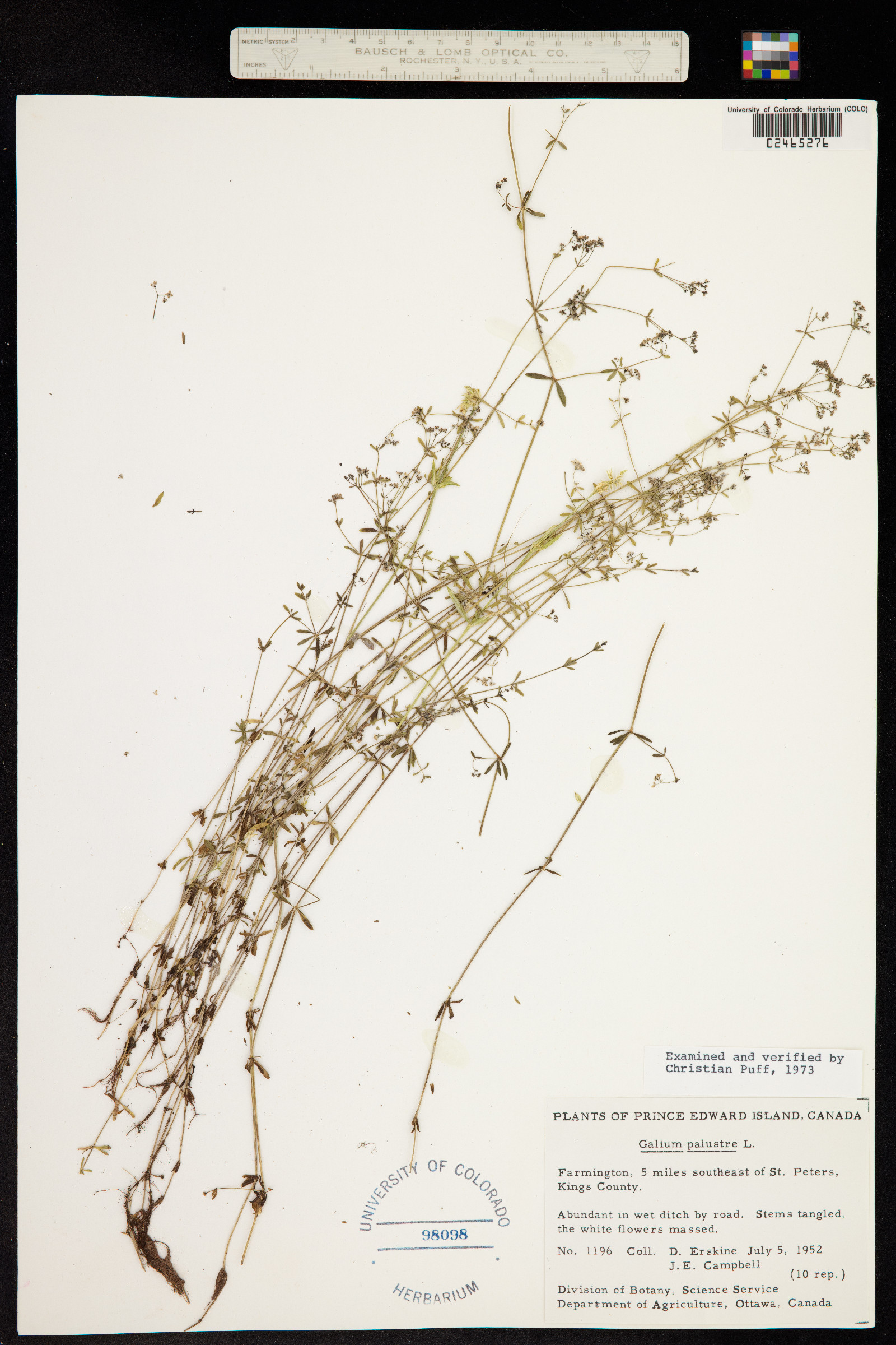 Galium palustre image