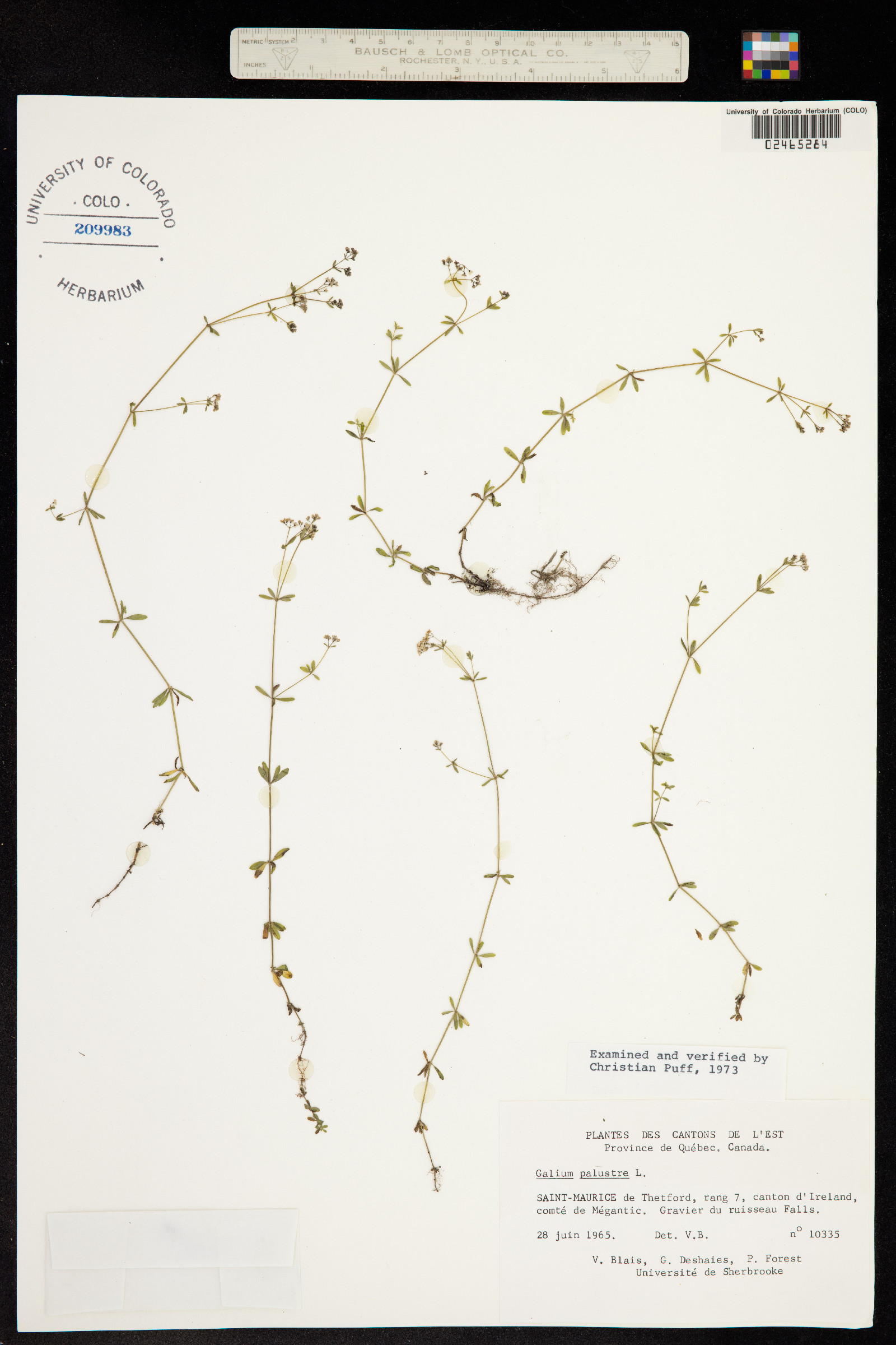 Galium palustre image