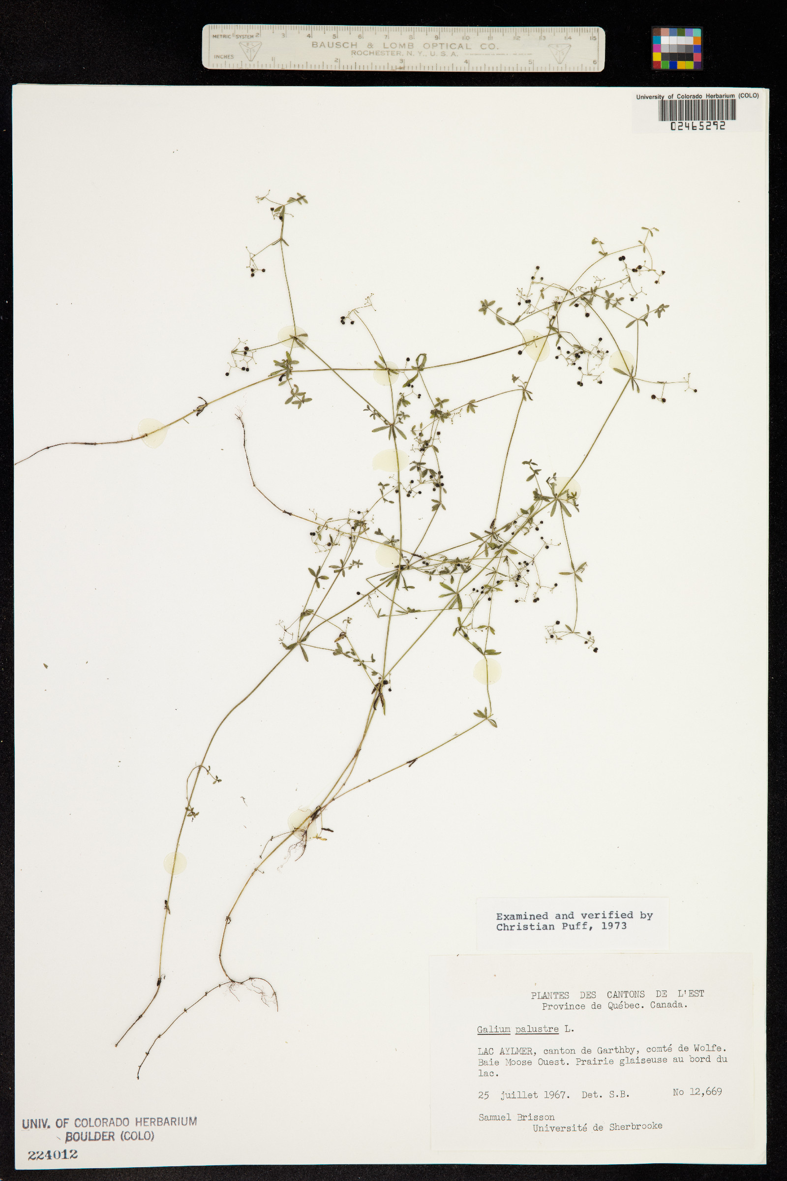 Galium palustre image