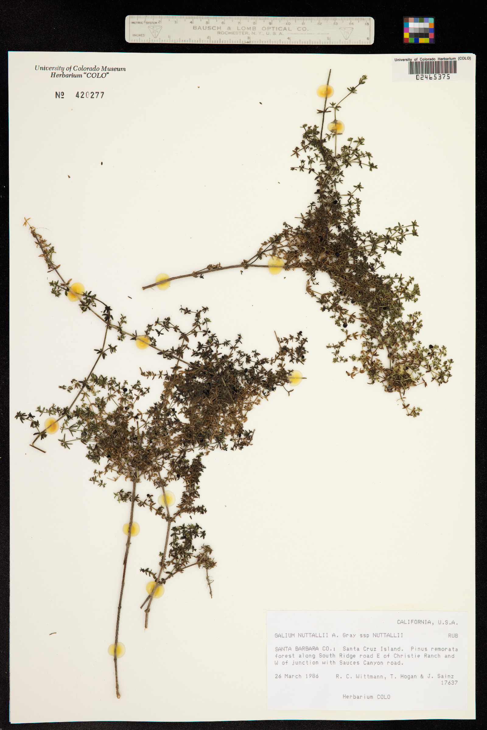 Galium nuttallii image