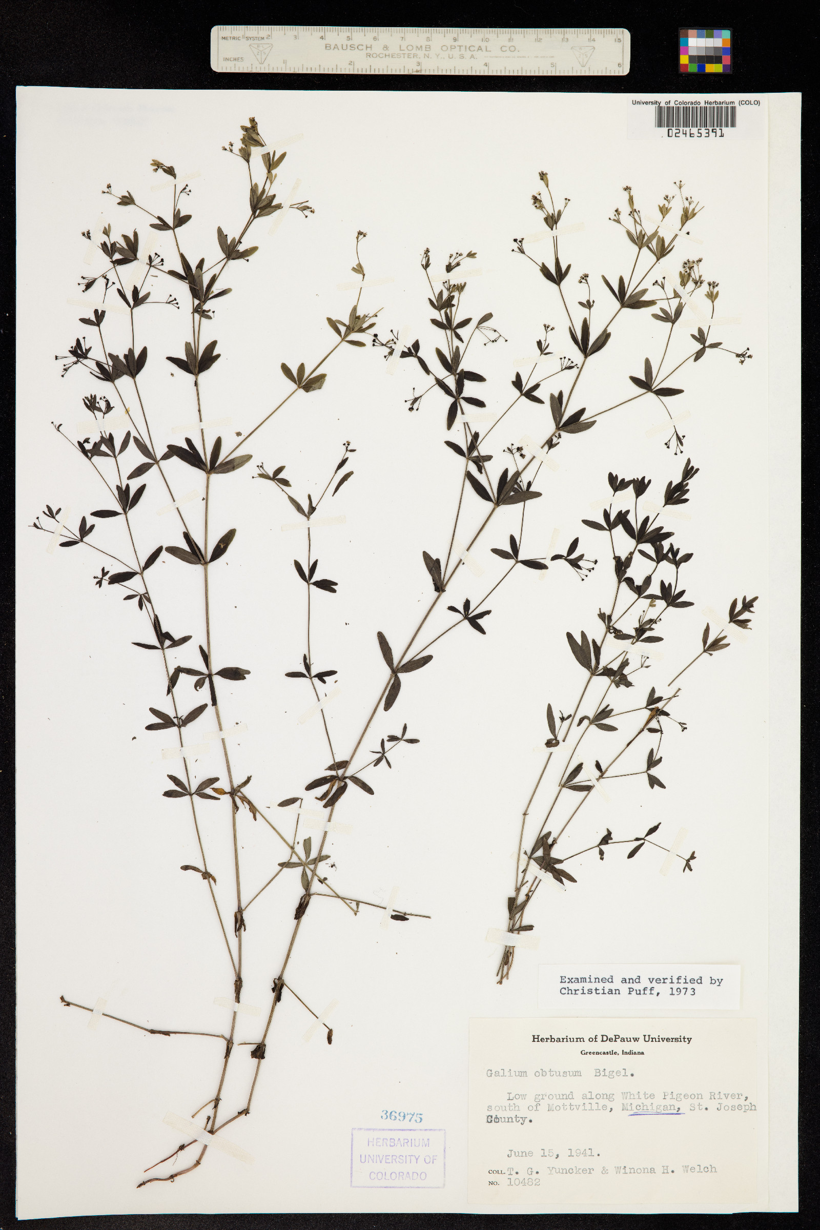 Galium obtusum image