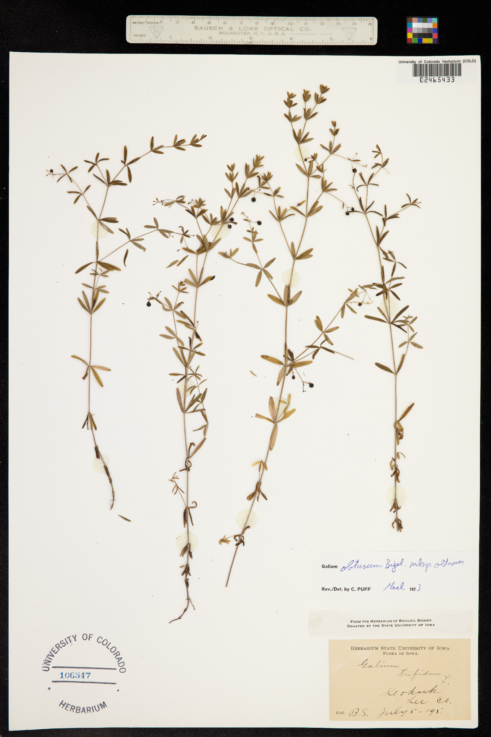 Galium obtusum image