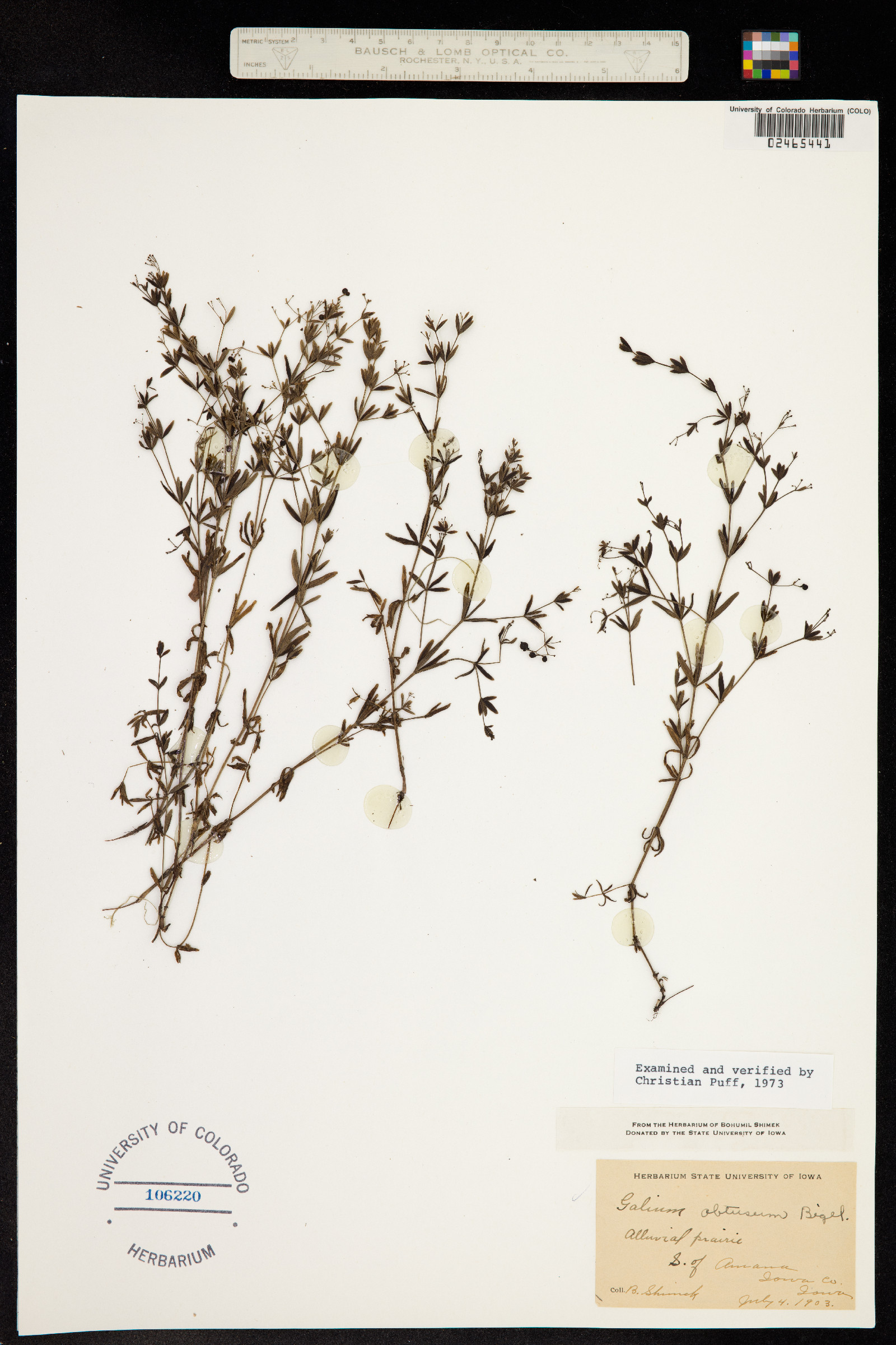 Galium obtusum image