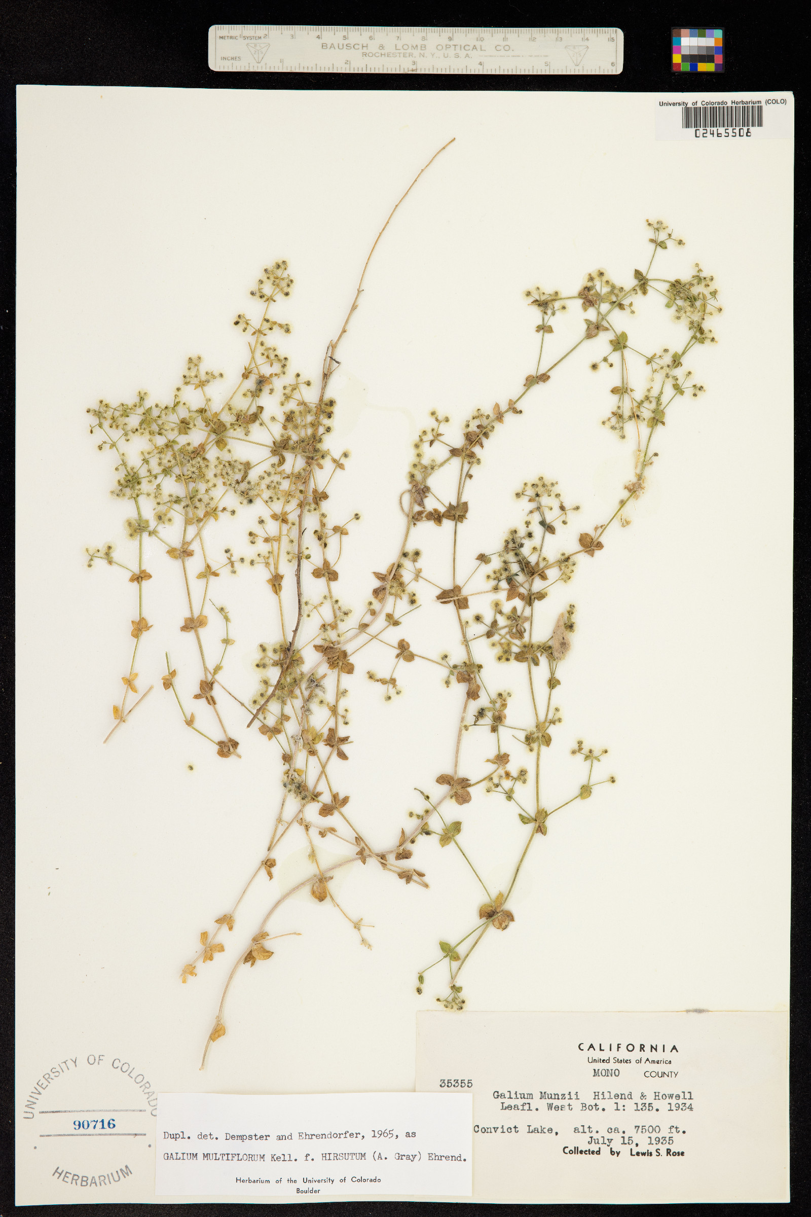 Galium multiflorum image