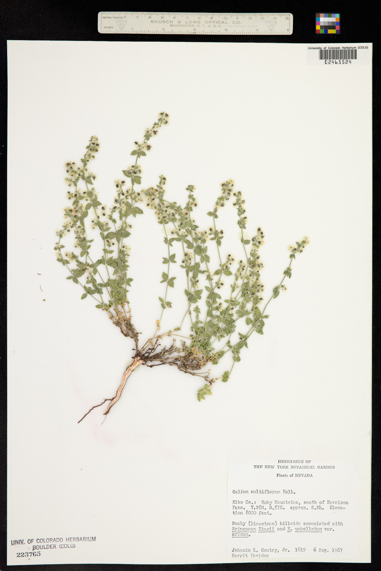 Galium multiflorum image