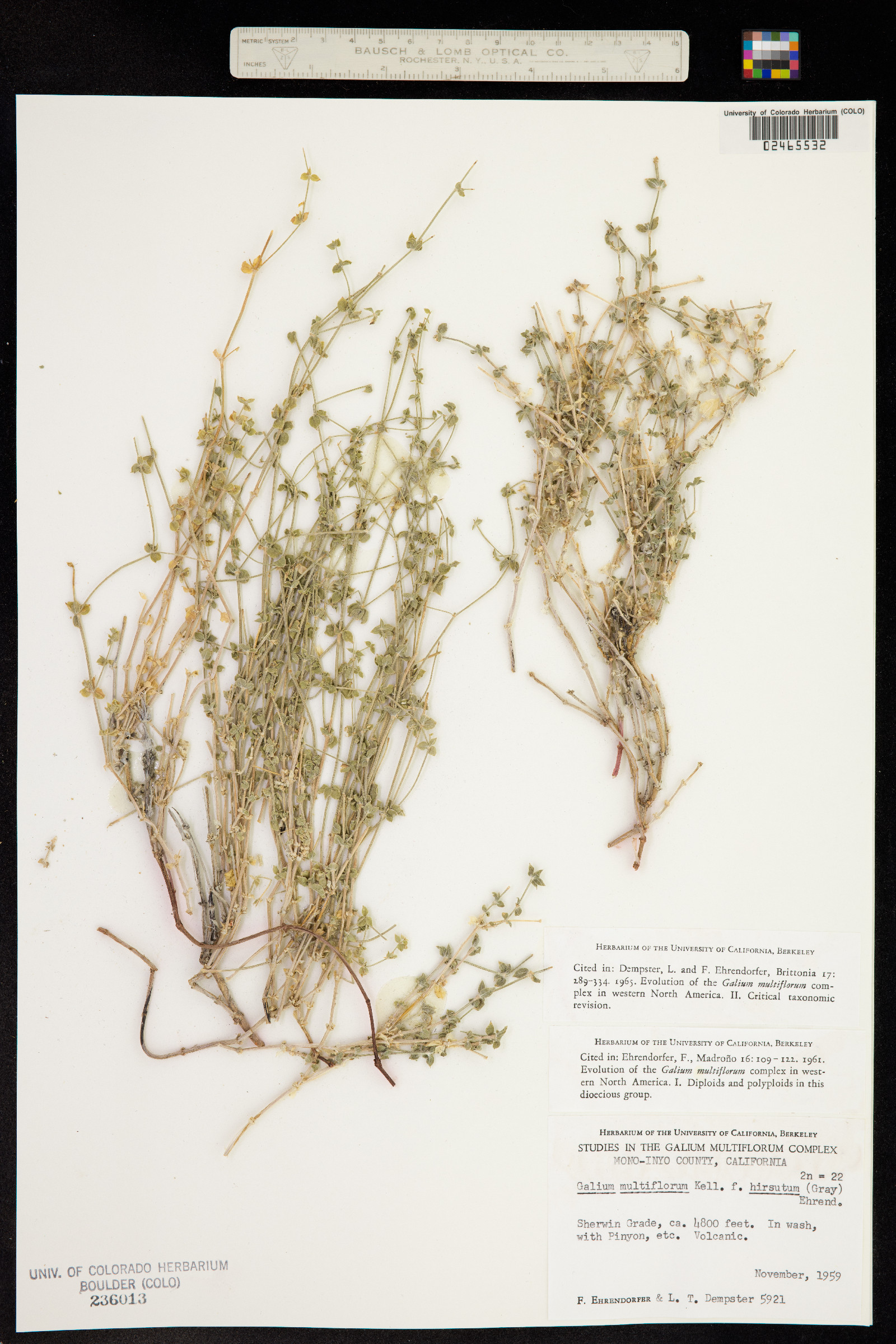 Galium multiflorum image