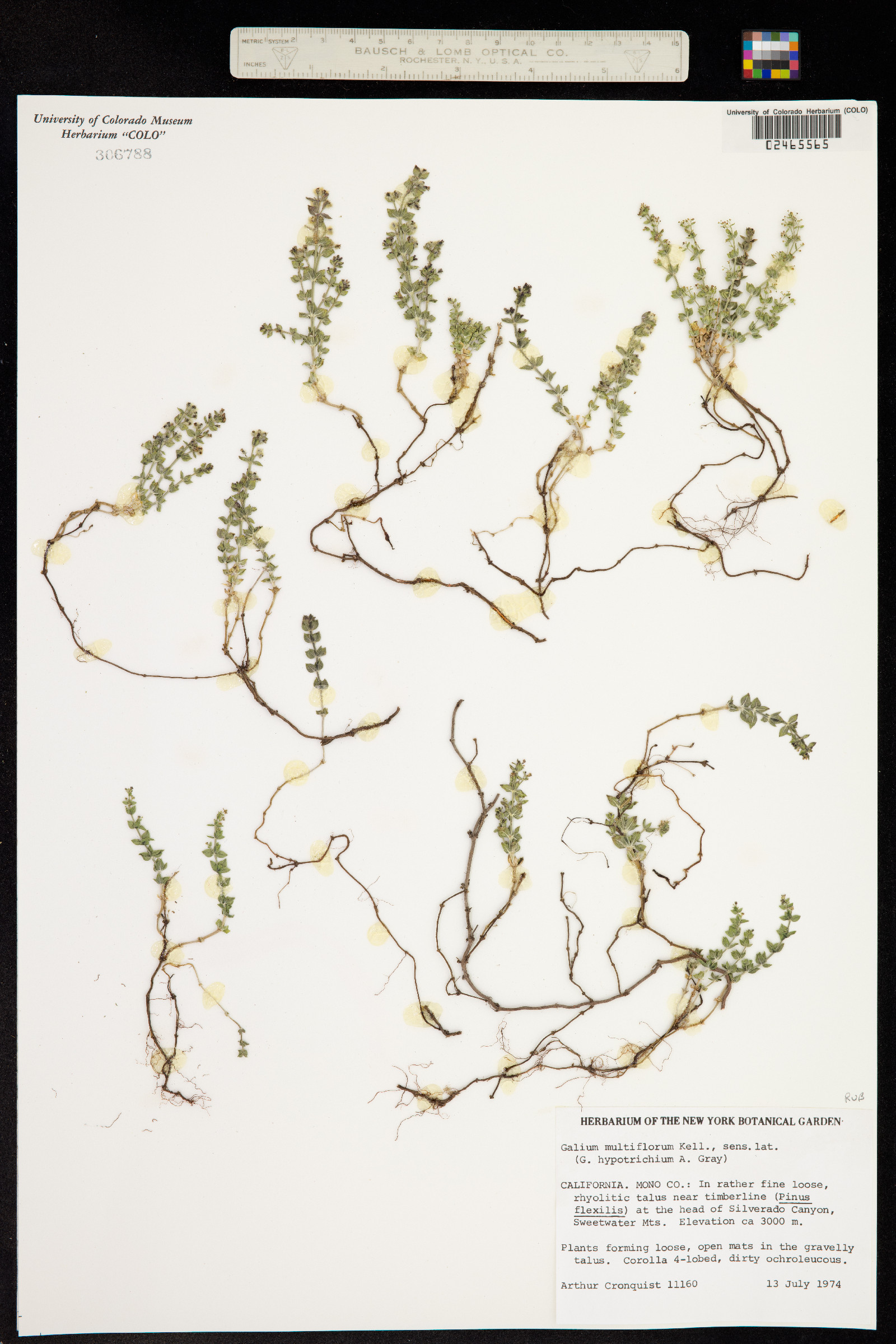 Galium multiflorum image