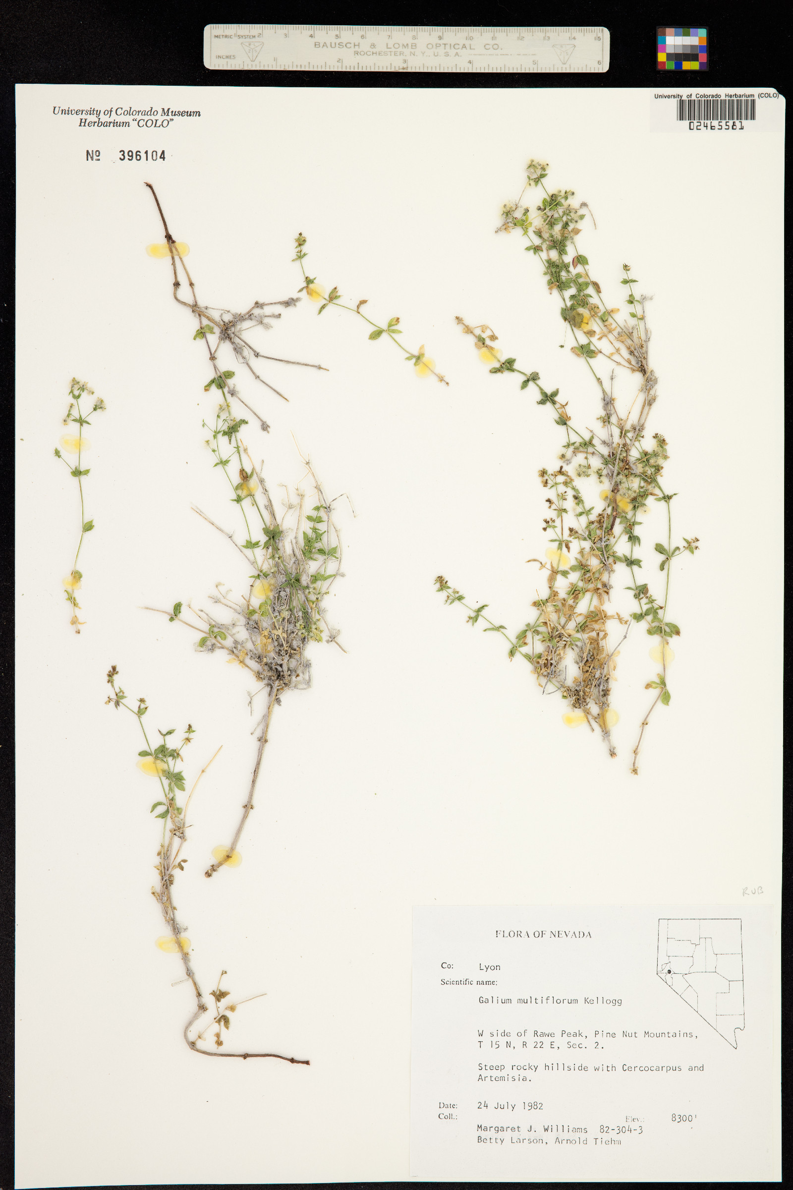 Galium multiflorum image