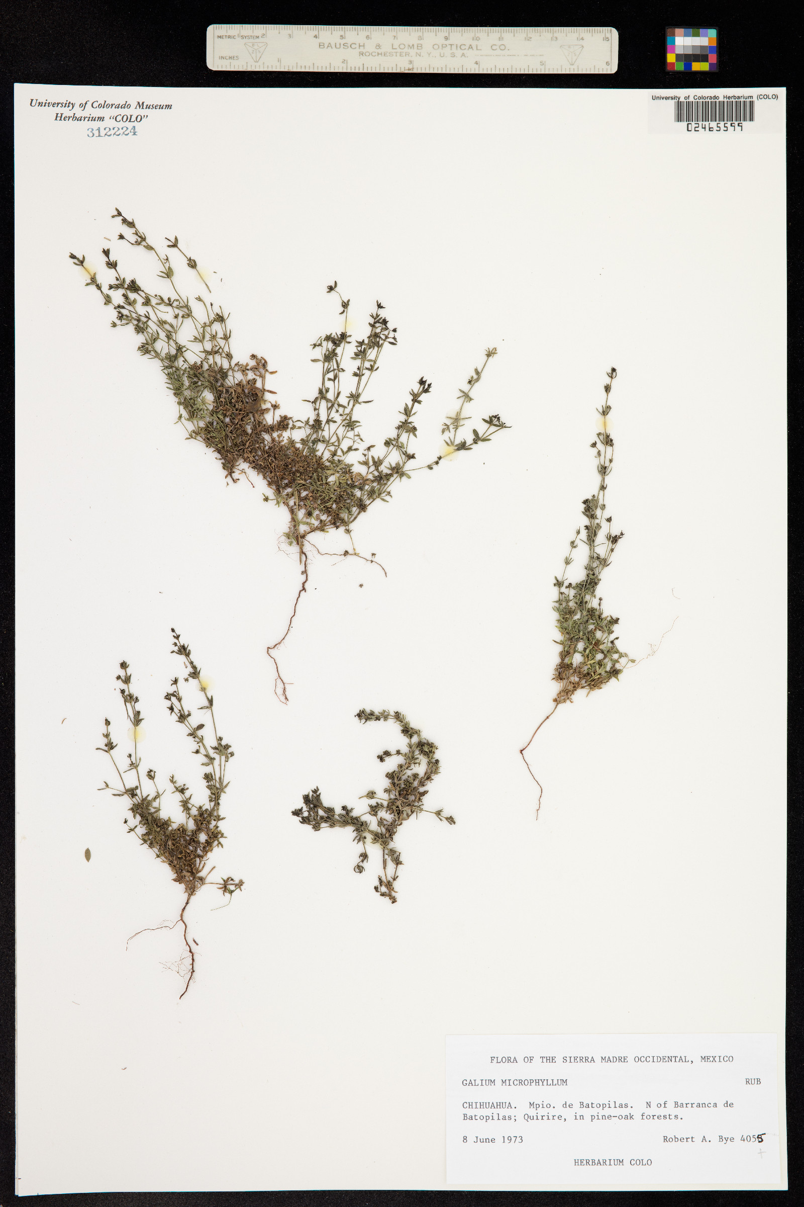 Galium microphyllum image