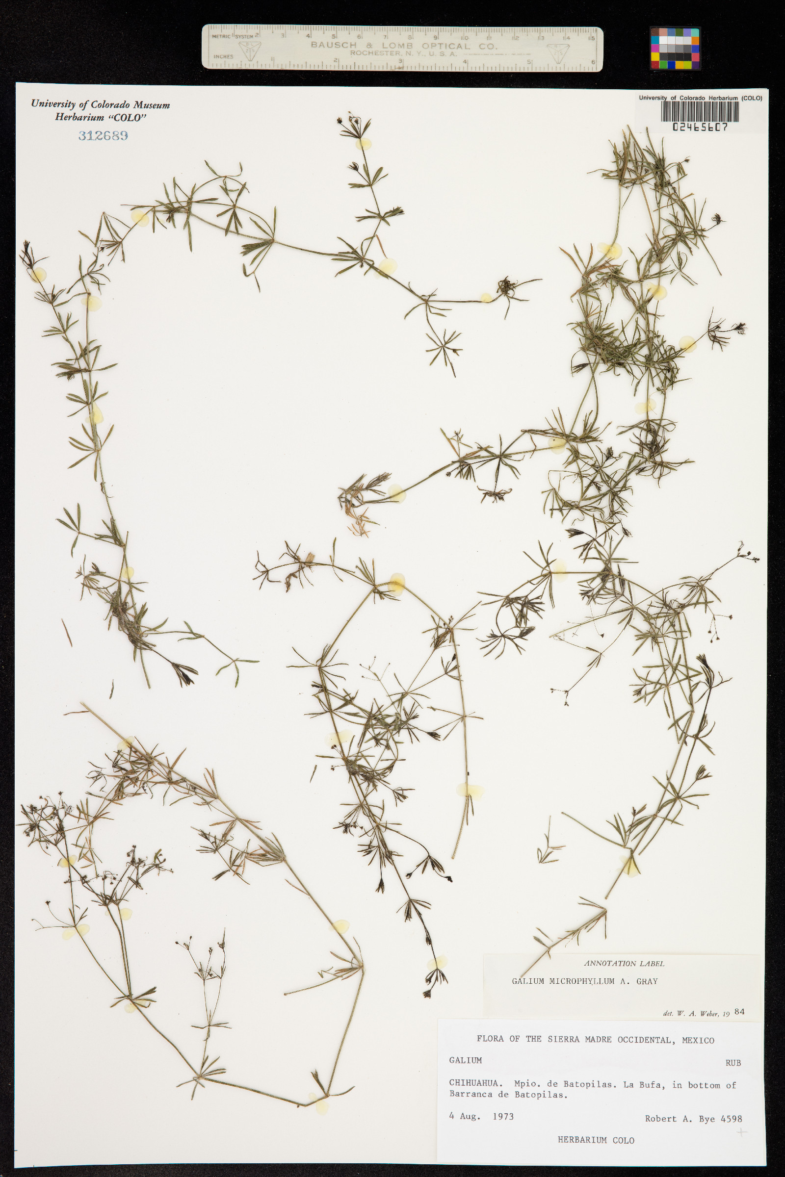 Galium microphyllum image
