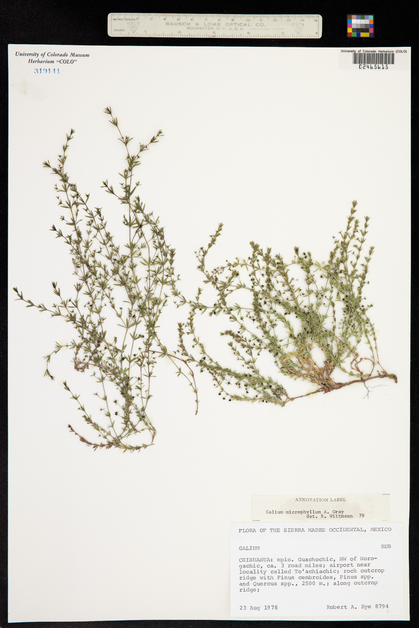 Galium microphyllum image