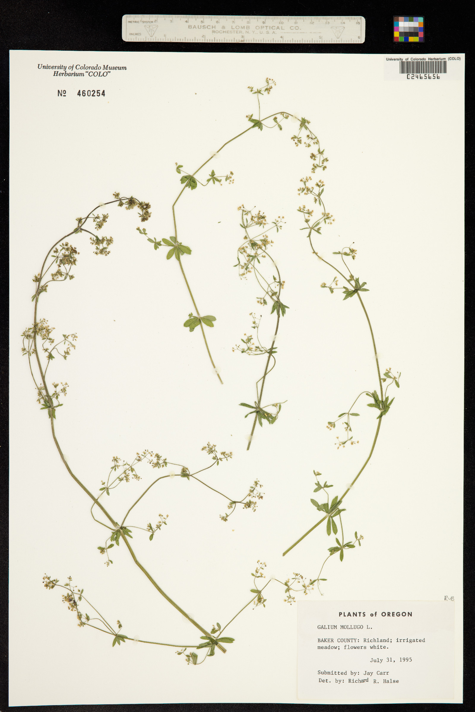 Galium mollugo image