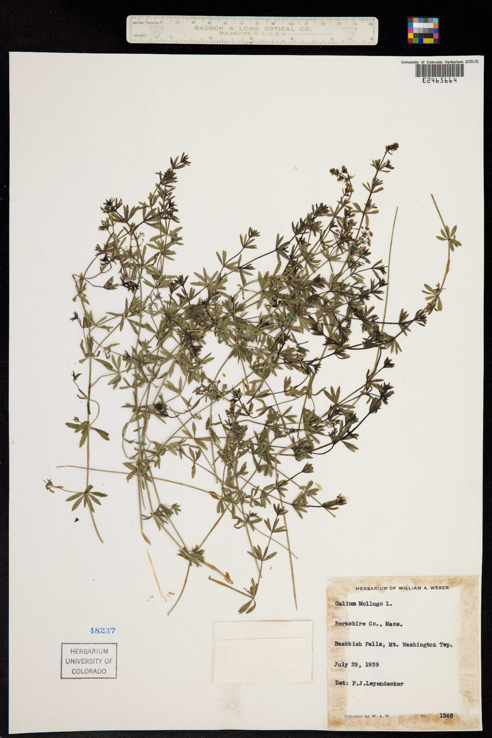 Galium mollugo image