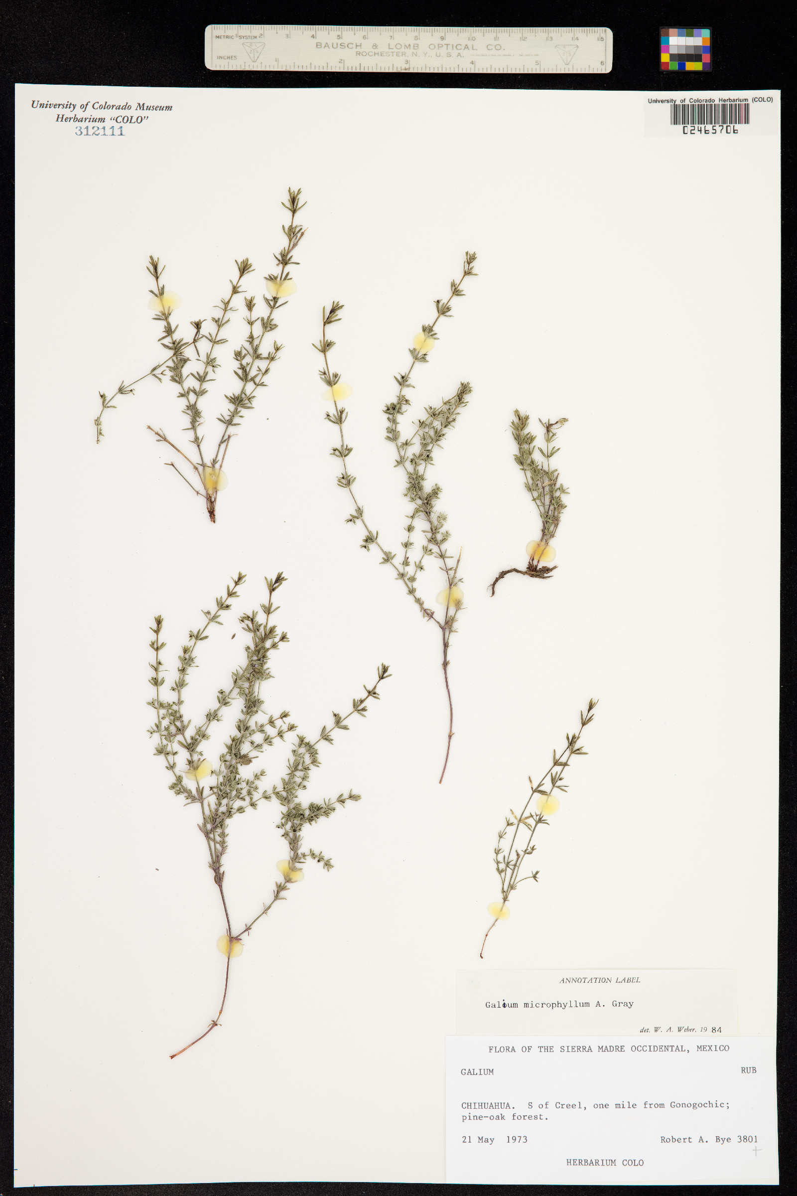 Galium microphyllum image