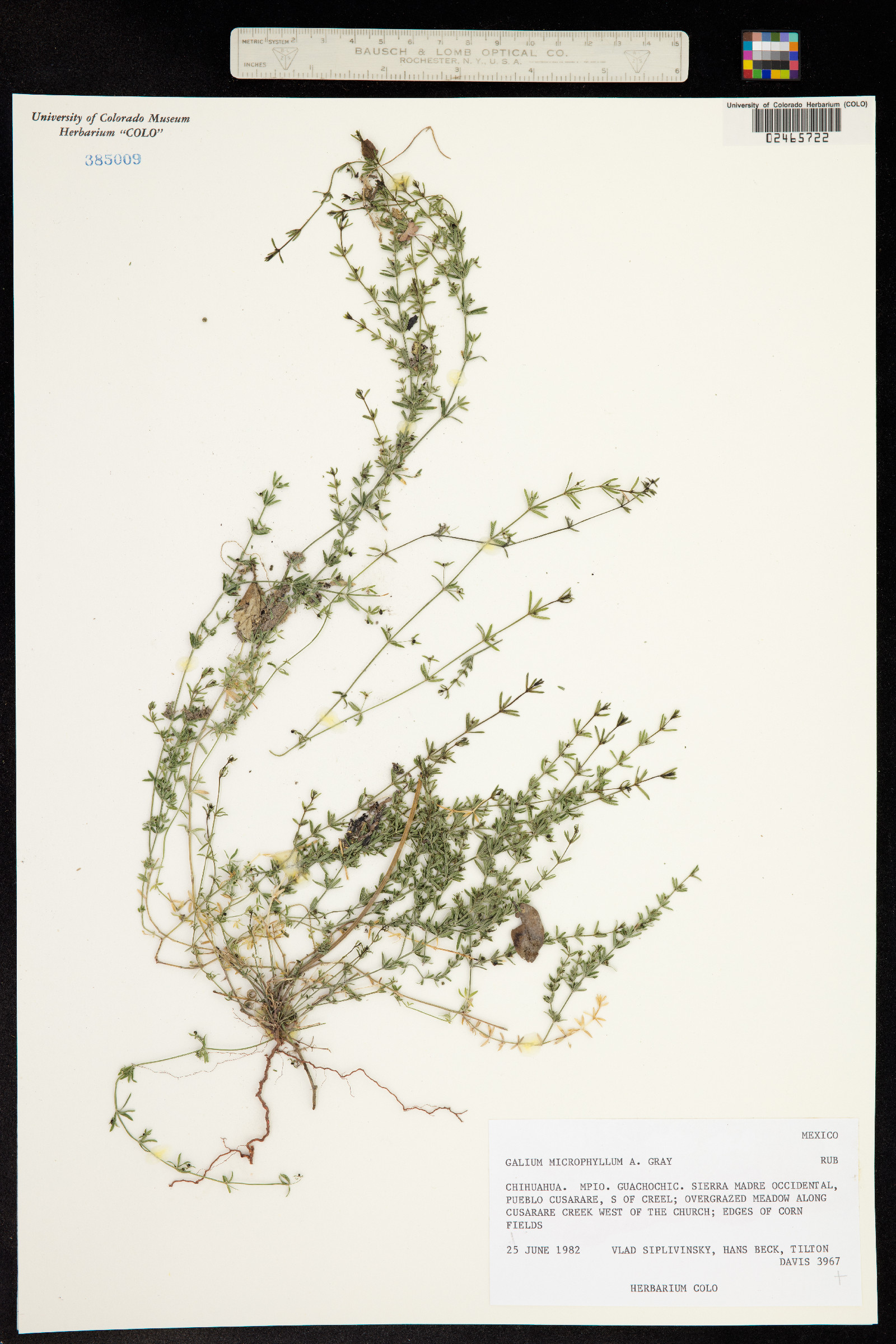 Galium microphyllum image