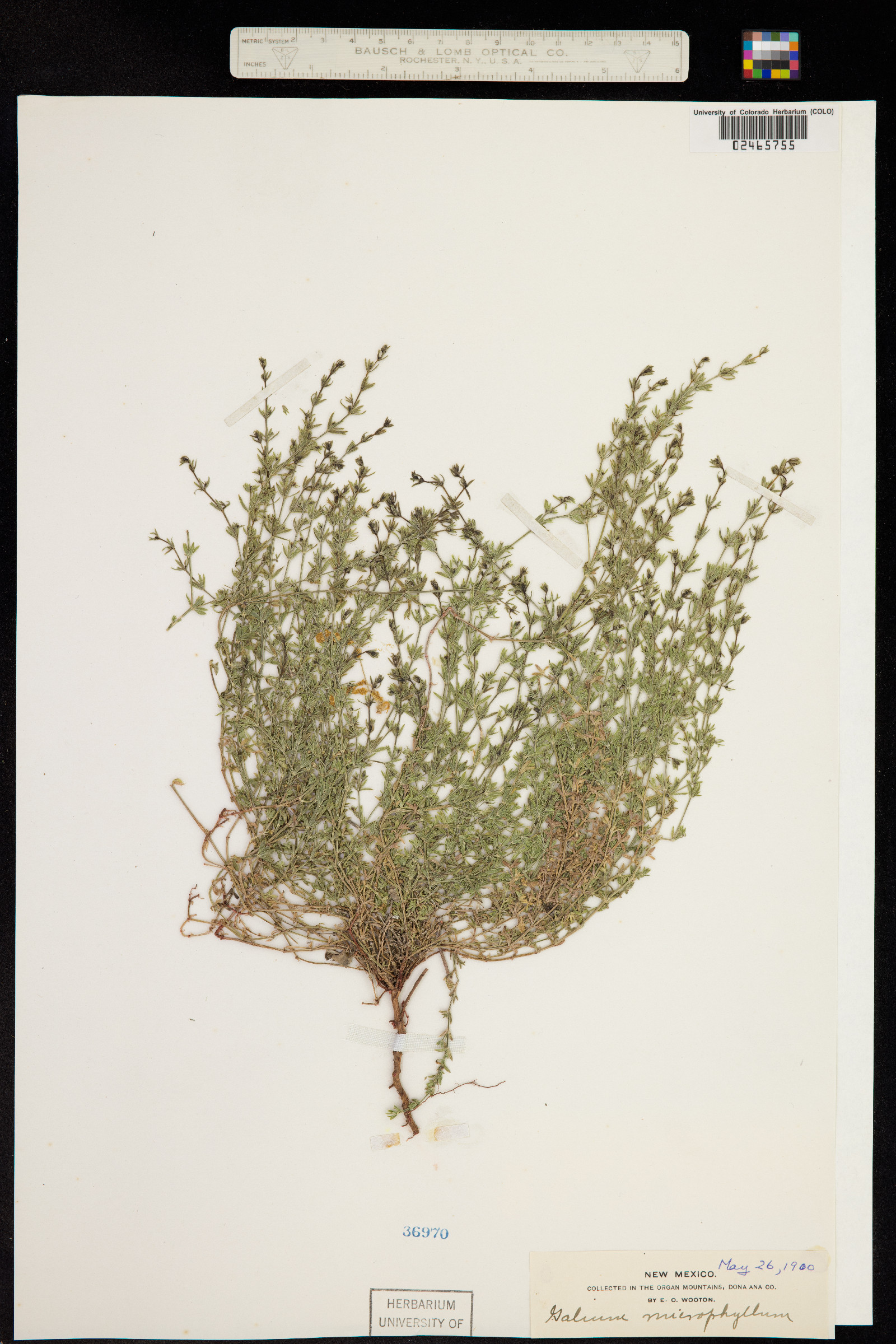 Galium microphyllum image