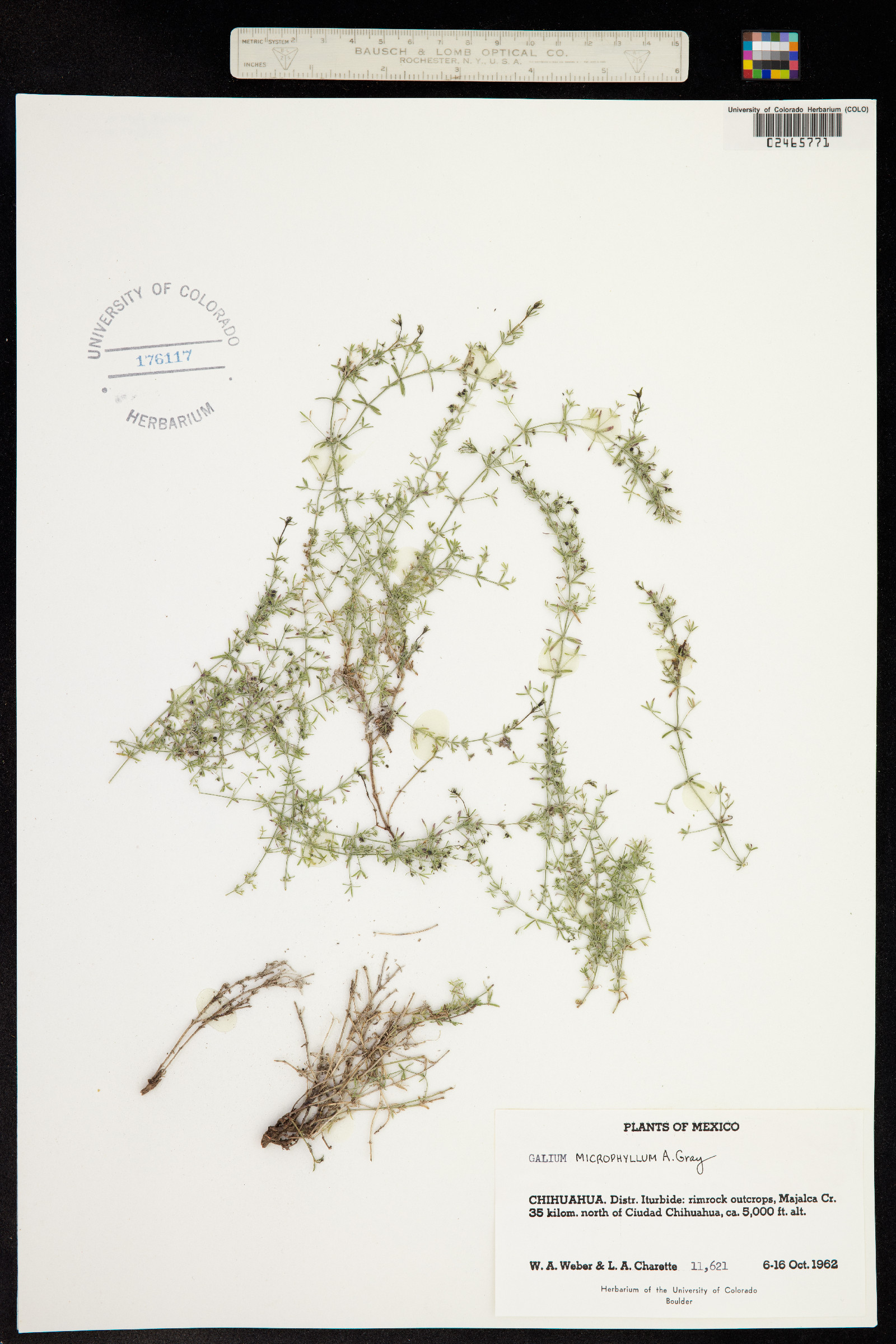 Galium microphyllum image