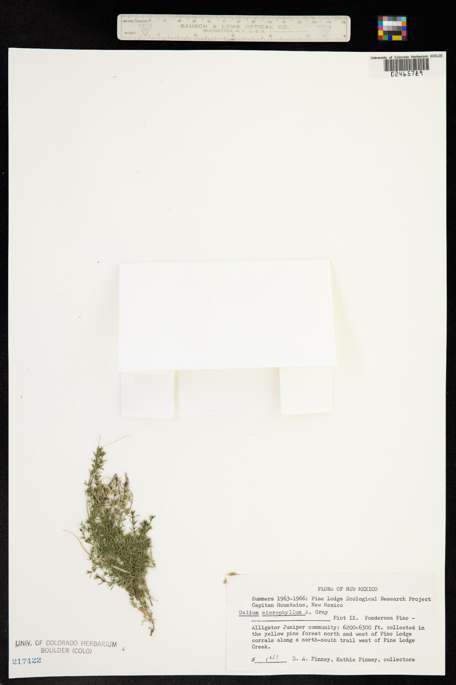 Galium microphyllum image