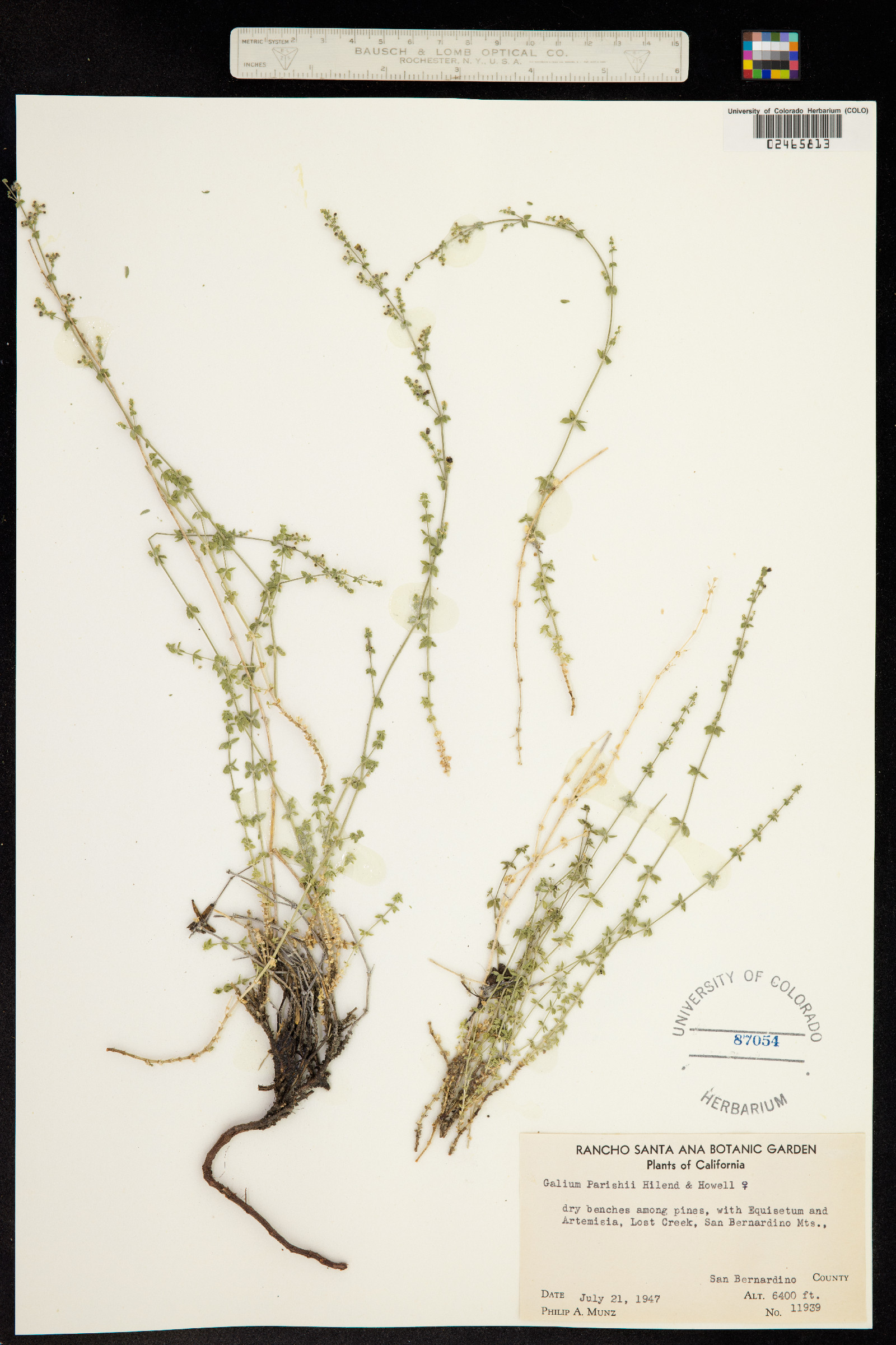 Galium parishii image