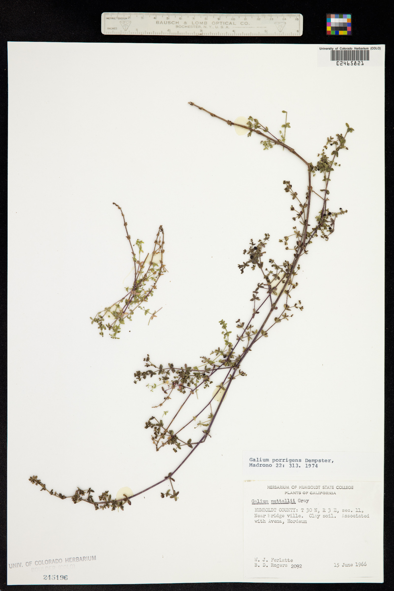 Galium porrigens image