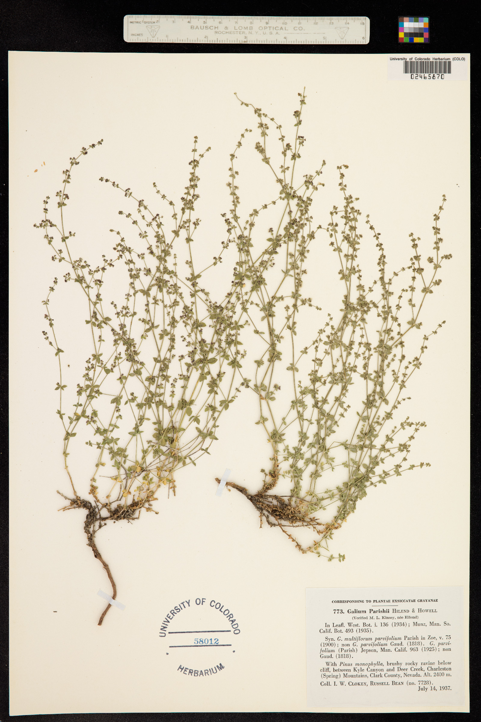 Galium parishii image