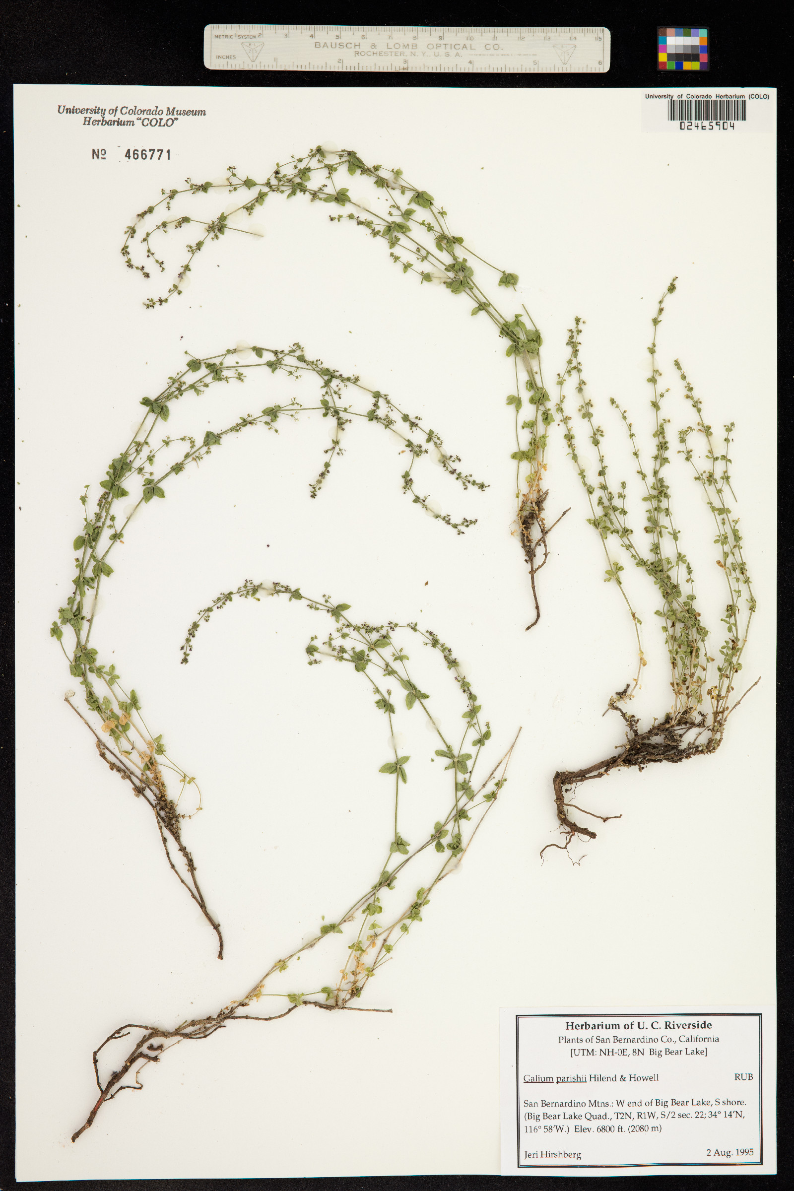 Galium parishii image