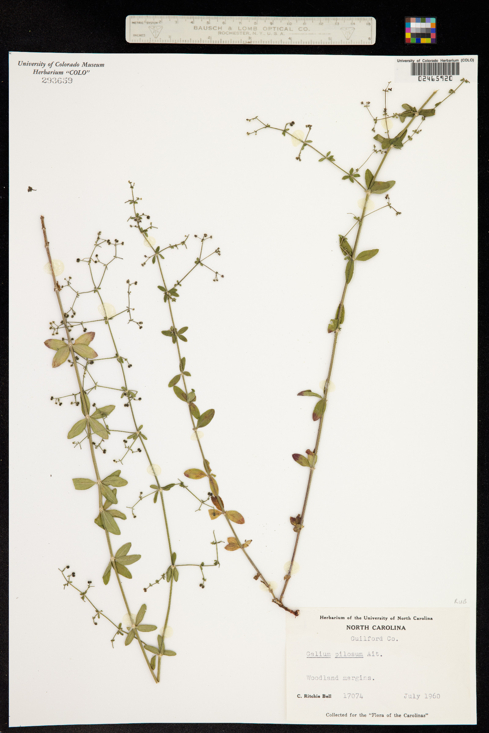 Galium pilosum image
