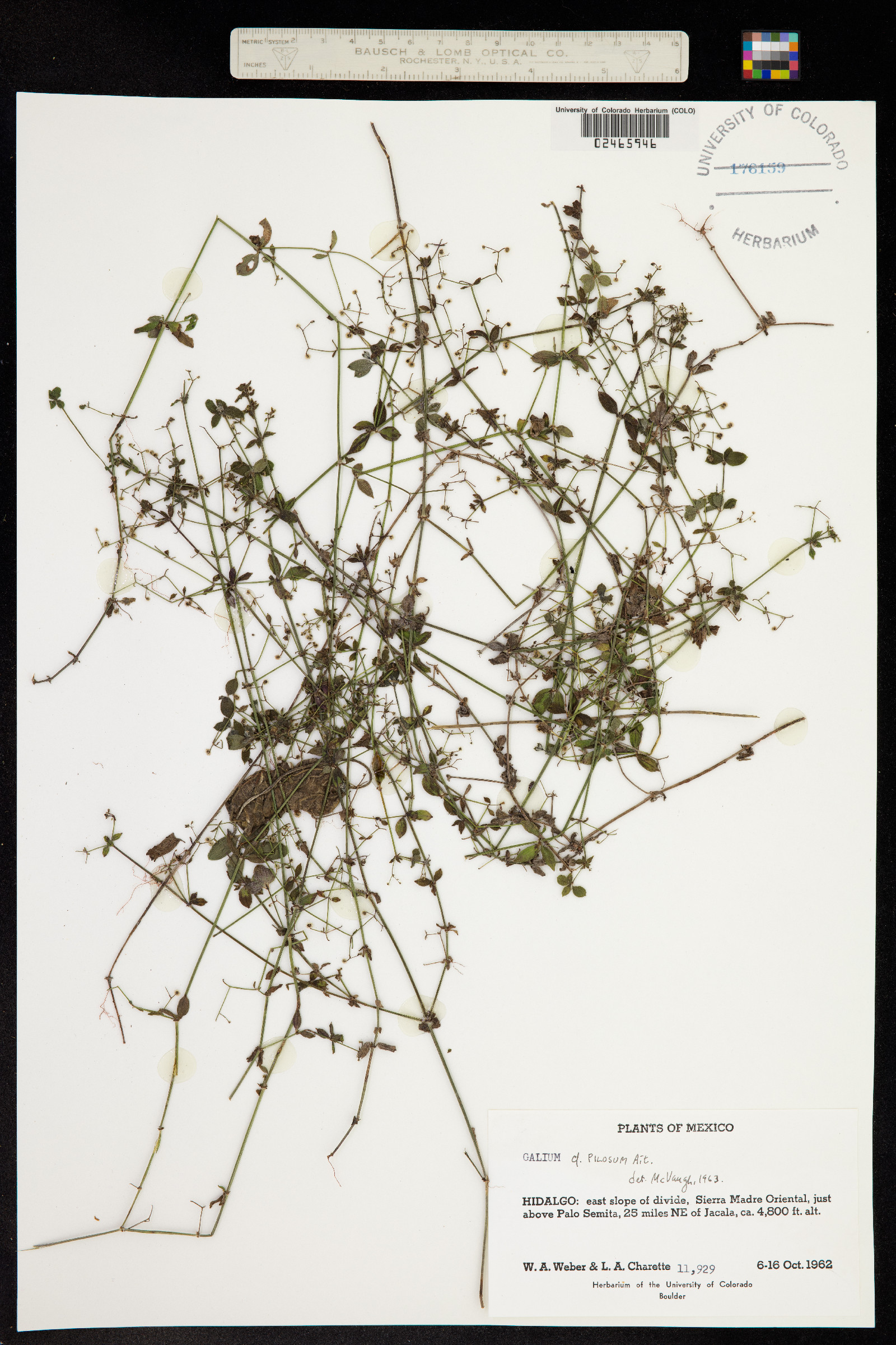 Galium pilosum image