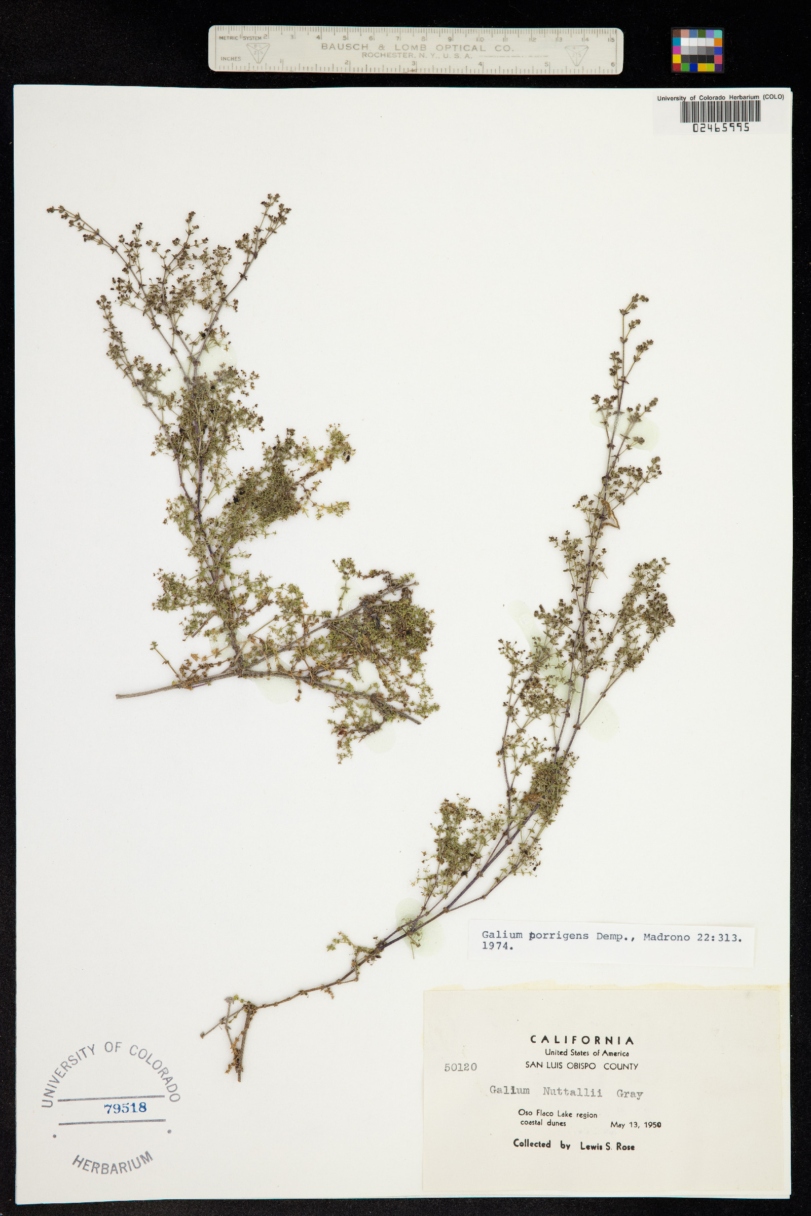 Galium porrigens image