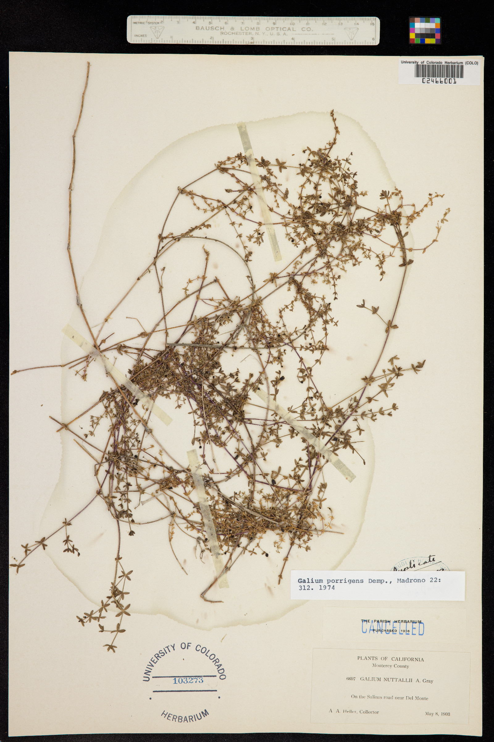 Galium porrigens image