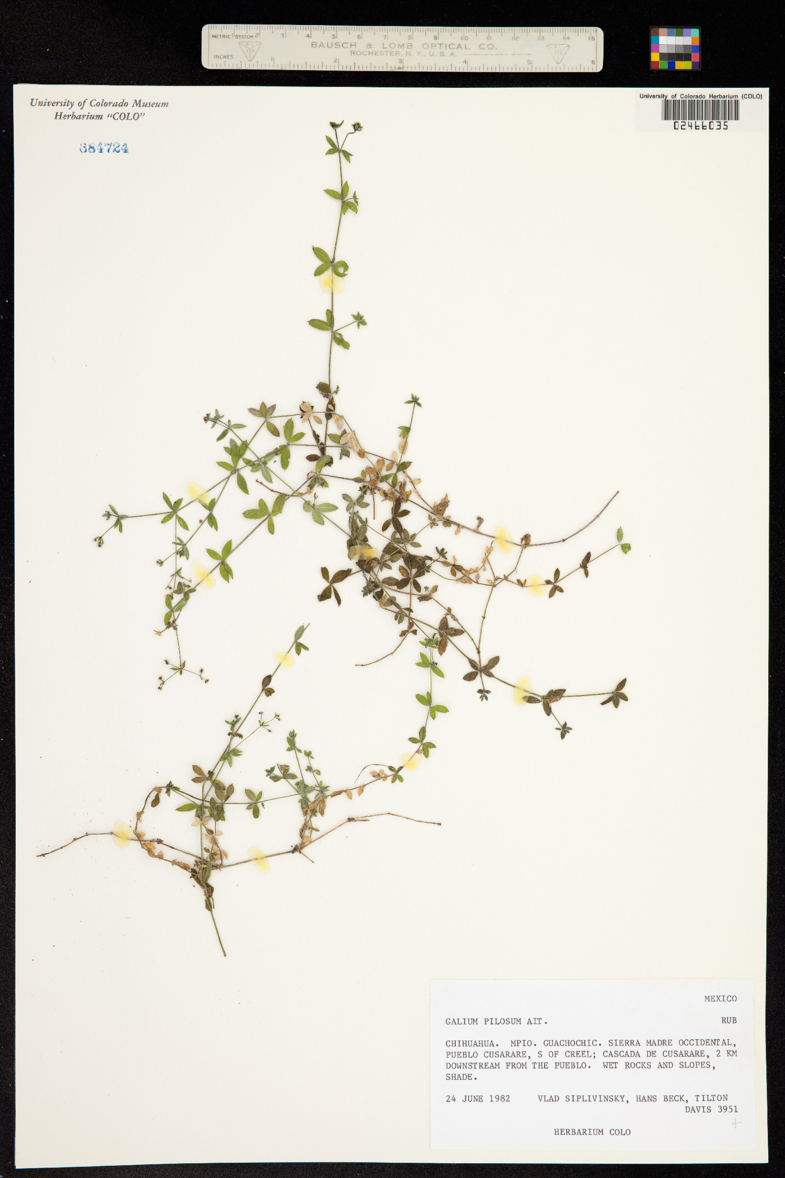 Galium pilosum image