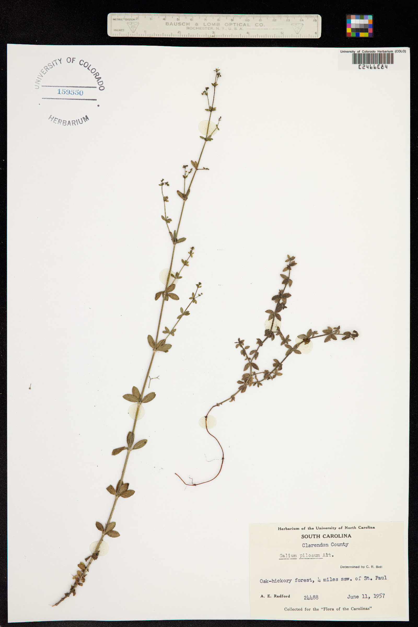 Galium pilosum image