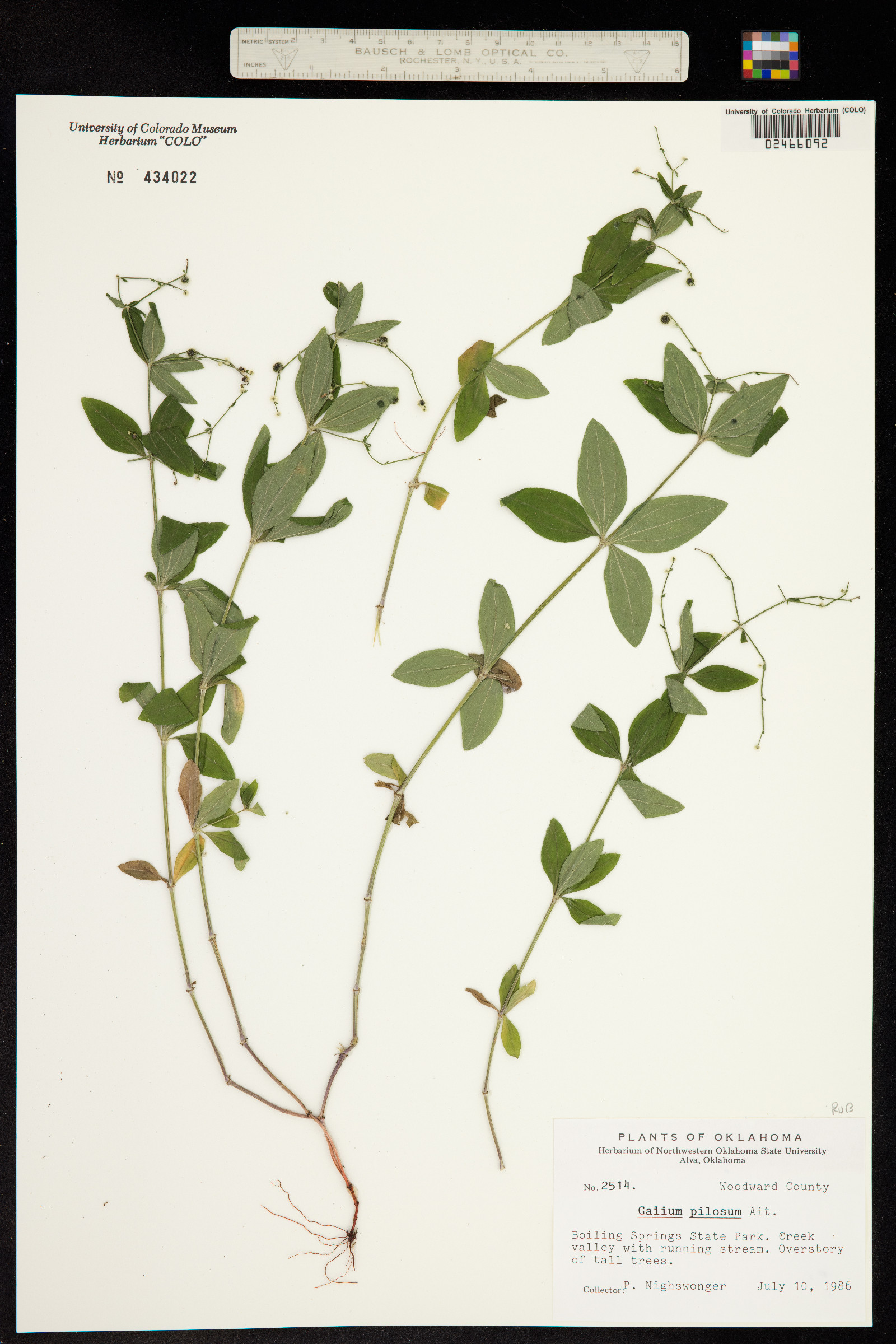 Galium pilosum image