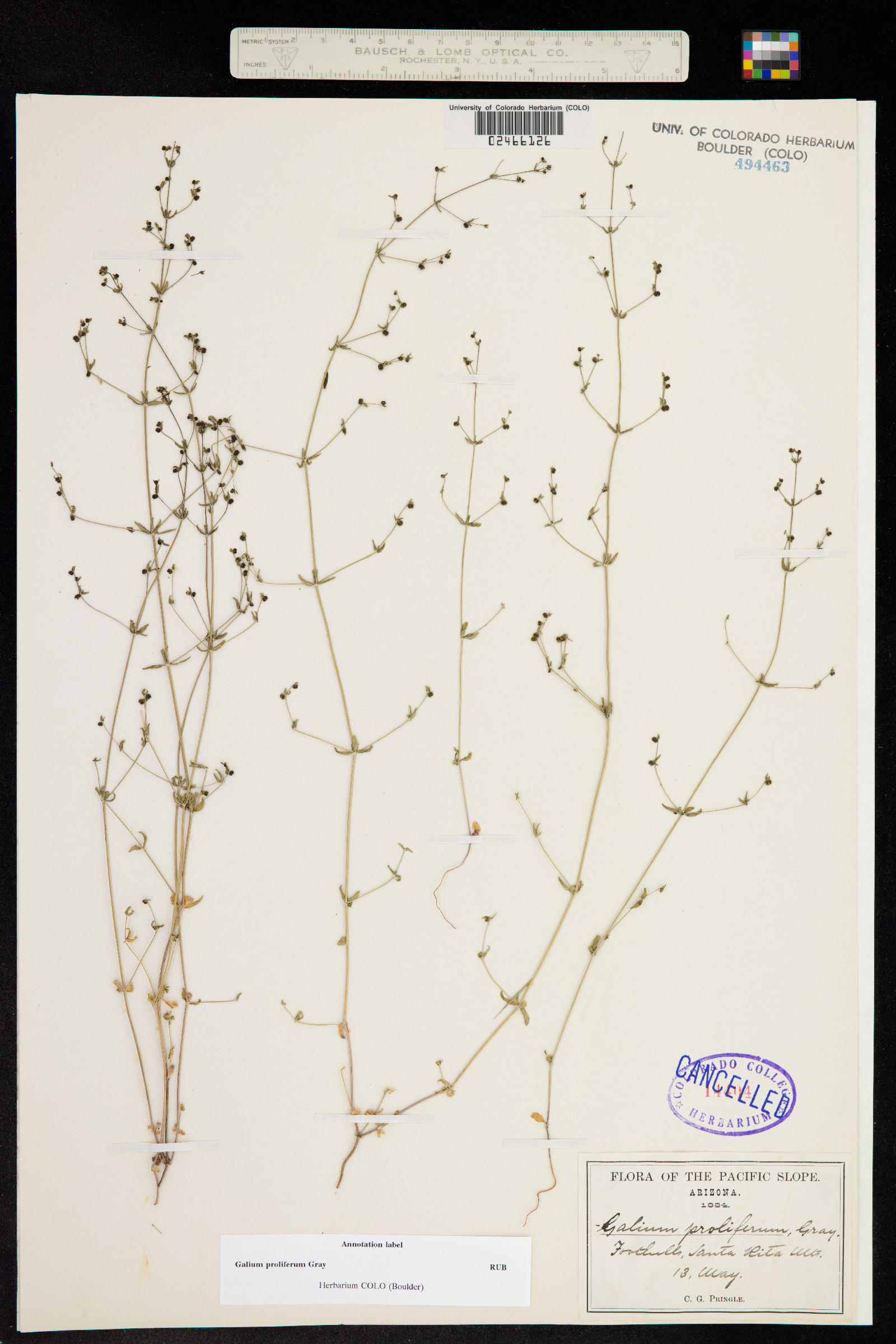 Galium proliferum image